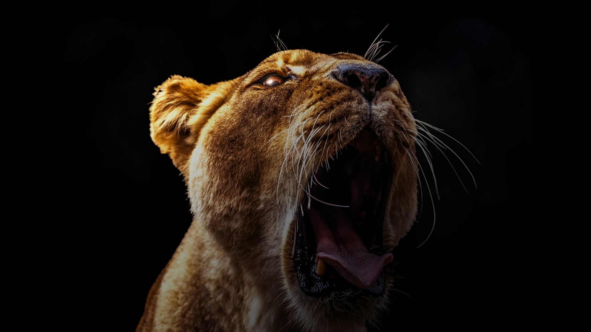Wallpaper Lion roar, wild animal, predator, dark
