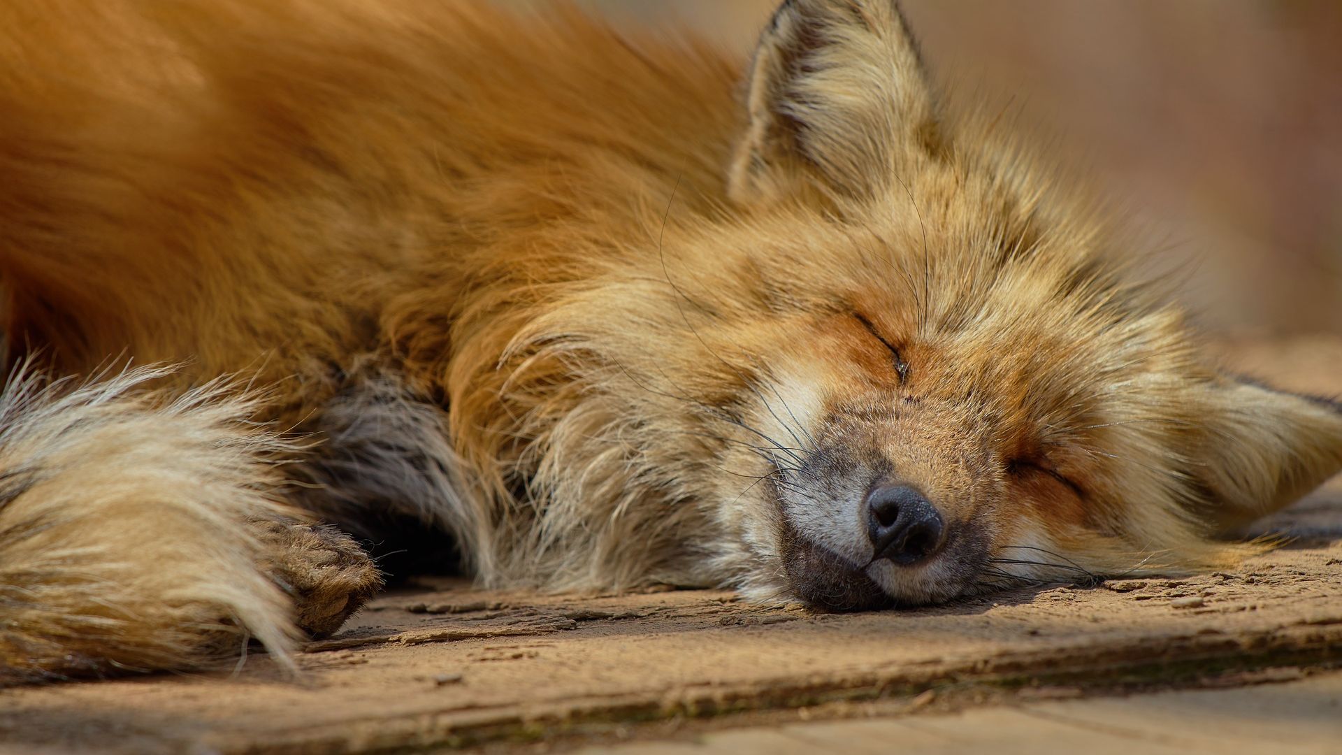 Wallpaper Sleep, red fox, japan zoo