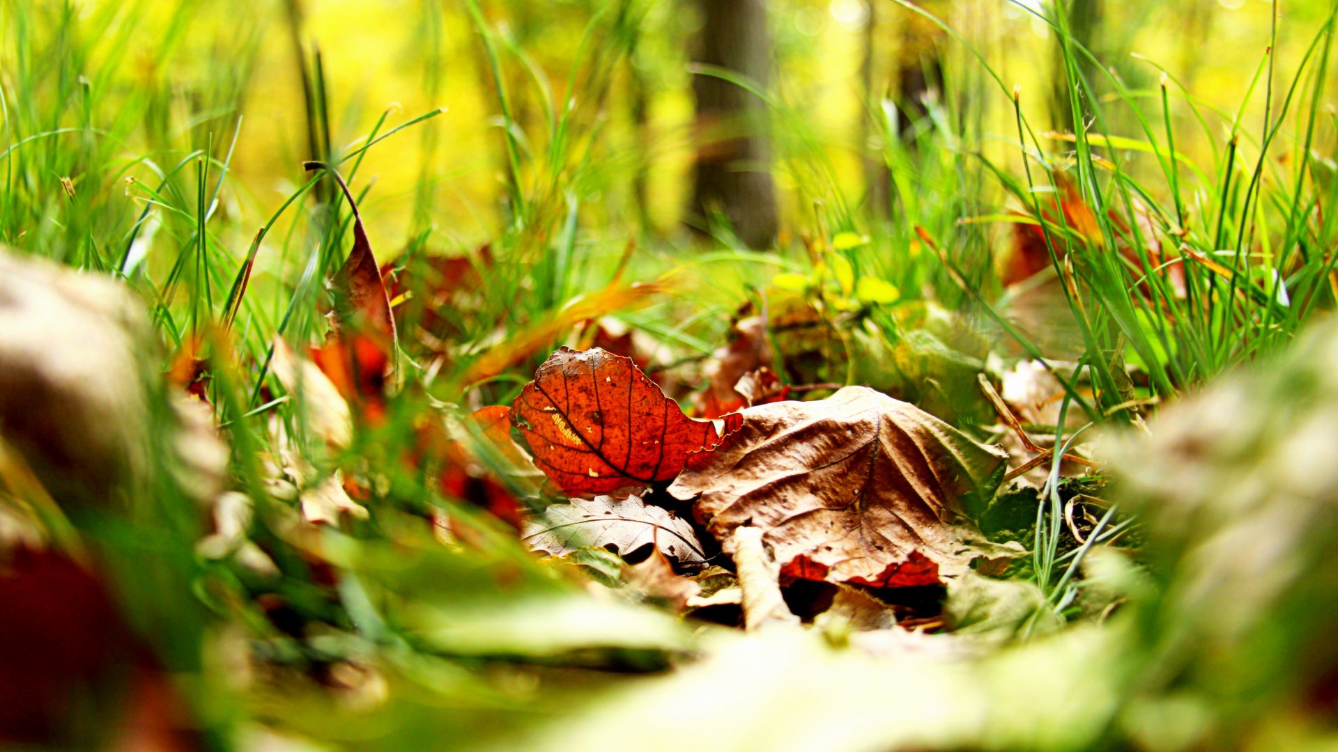 Wallpaper Leaves, grass, meadow, close up