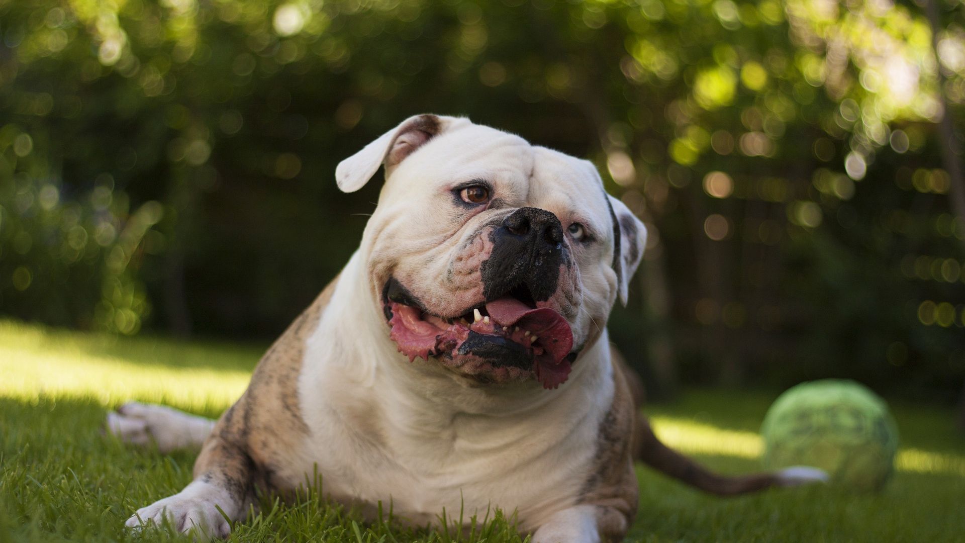 Wallpaper Bulldog, play, garden, pet animal