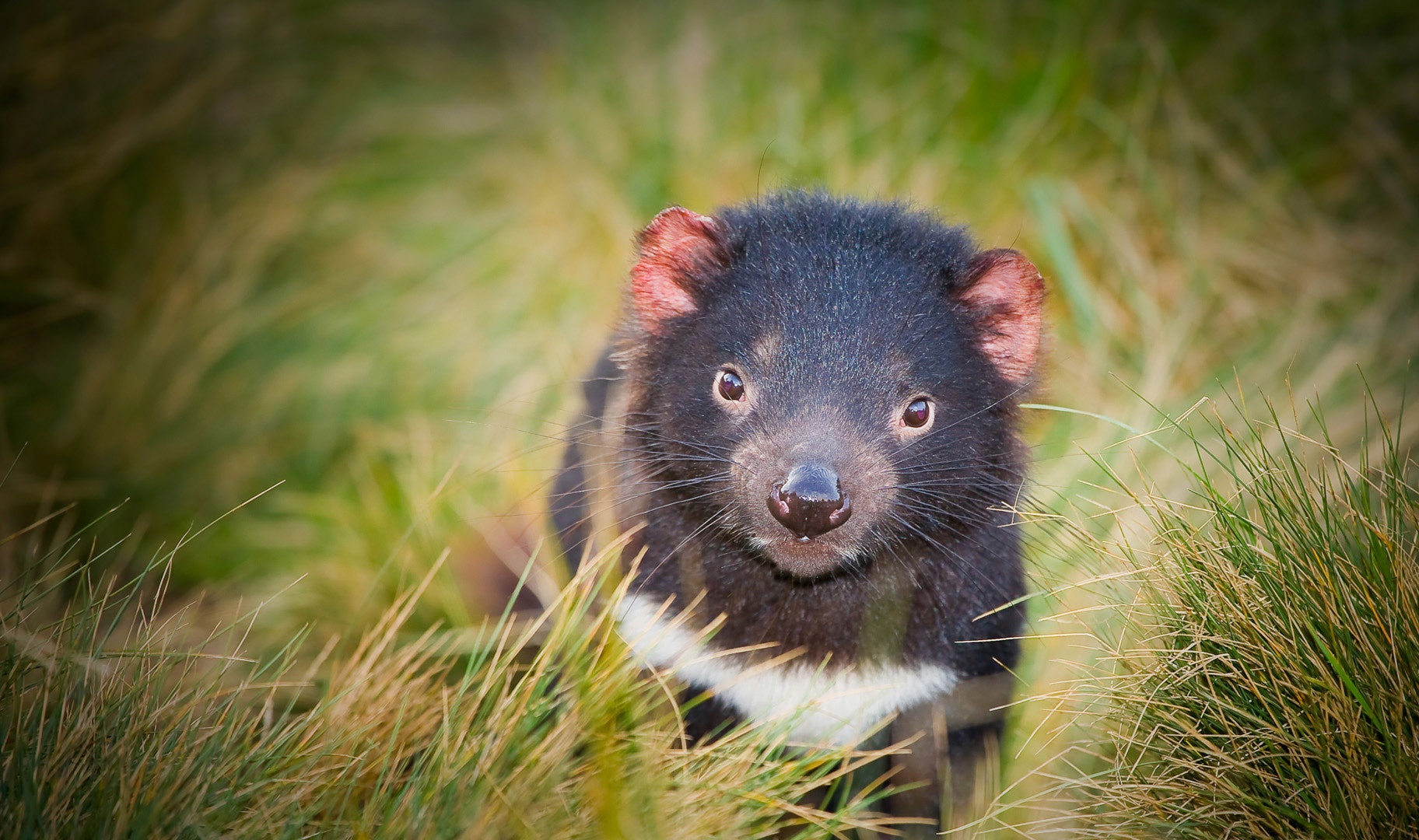 Wallpaper Tasmanian devil muzzle, animal