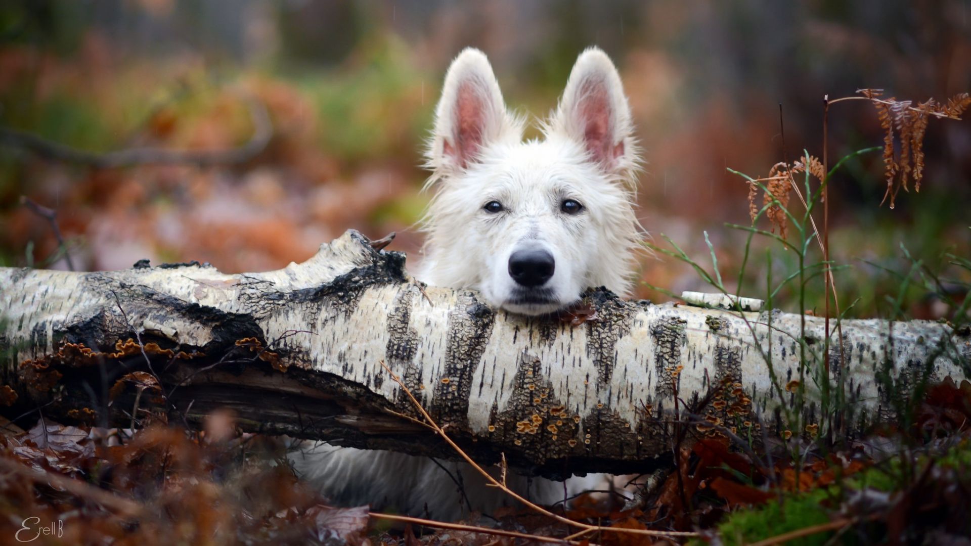 Wallpaper Pet dog, stare, forest, tree trunk