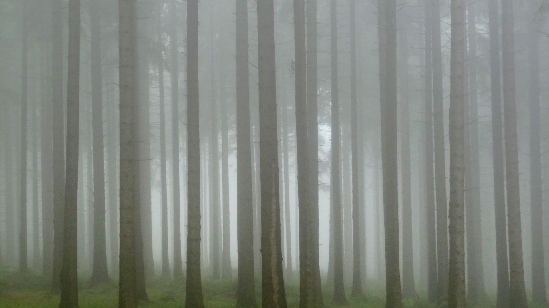 Wallpaper Forest, nature, mist, fog, tree