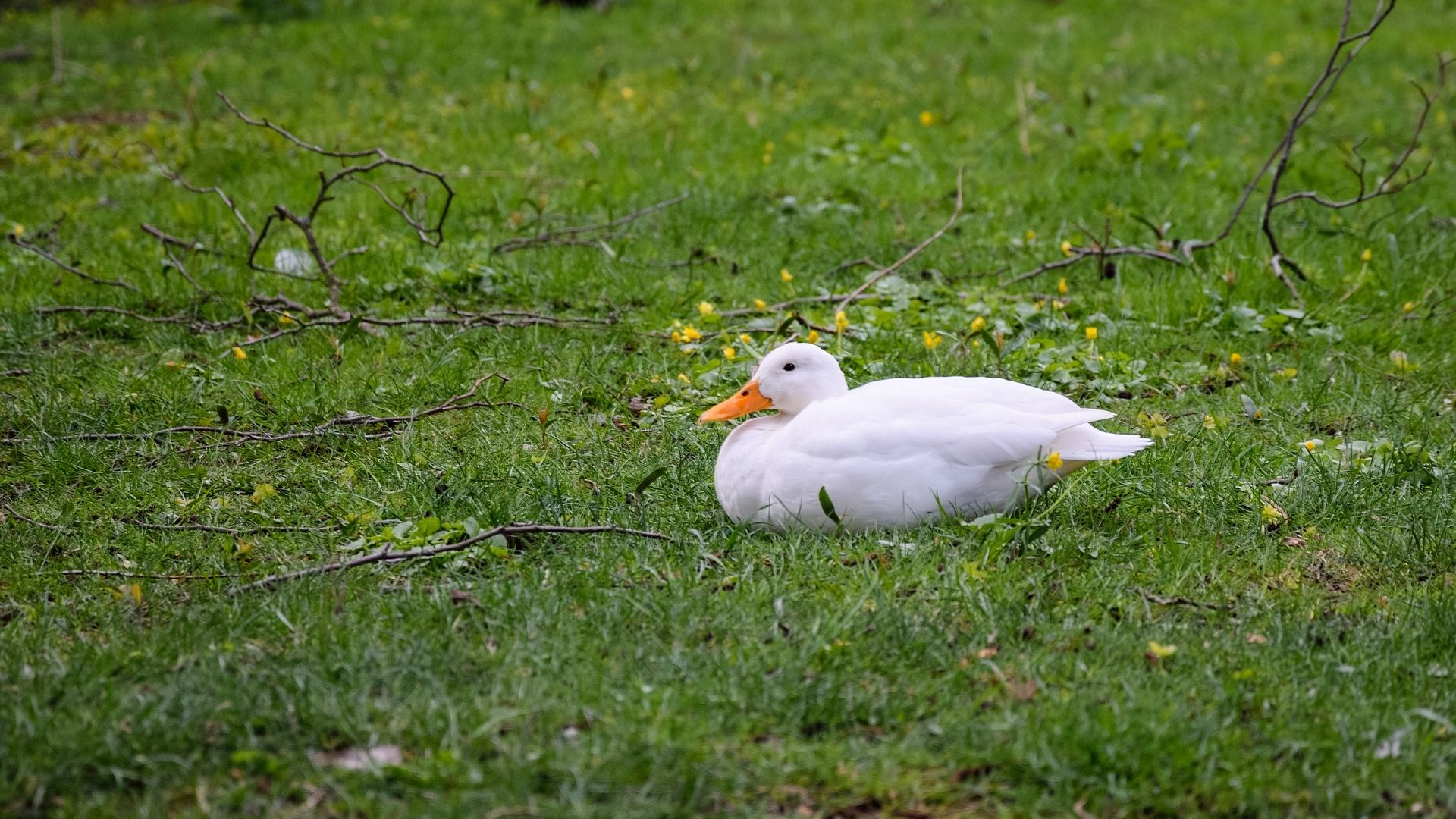 Wallpaper White duck, grass field, sitting