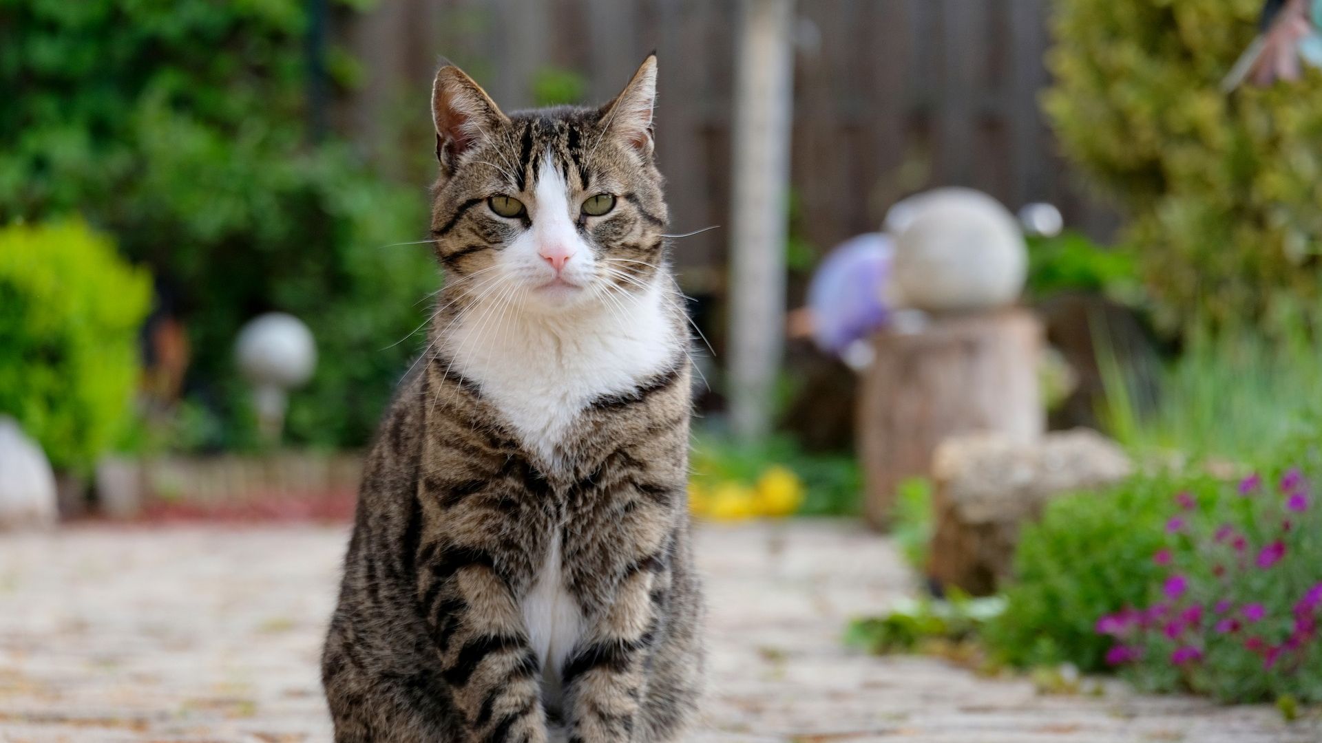 Wallpaper Cat, curious, furry animal, sit