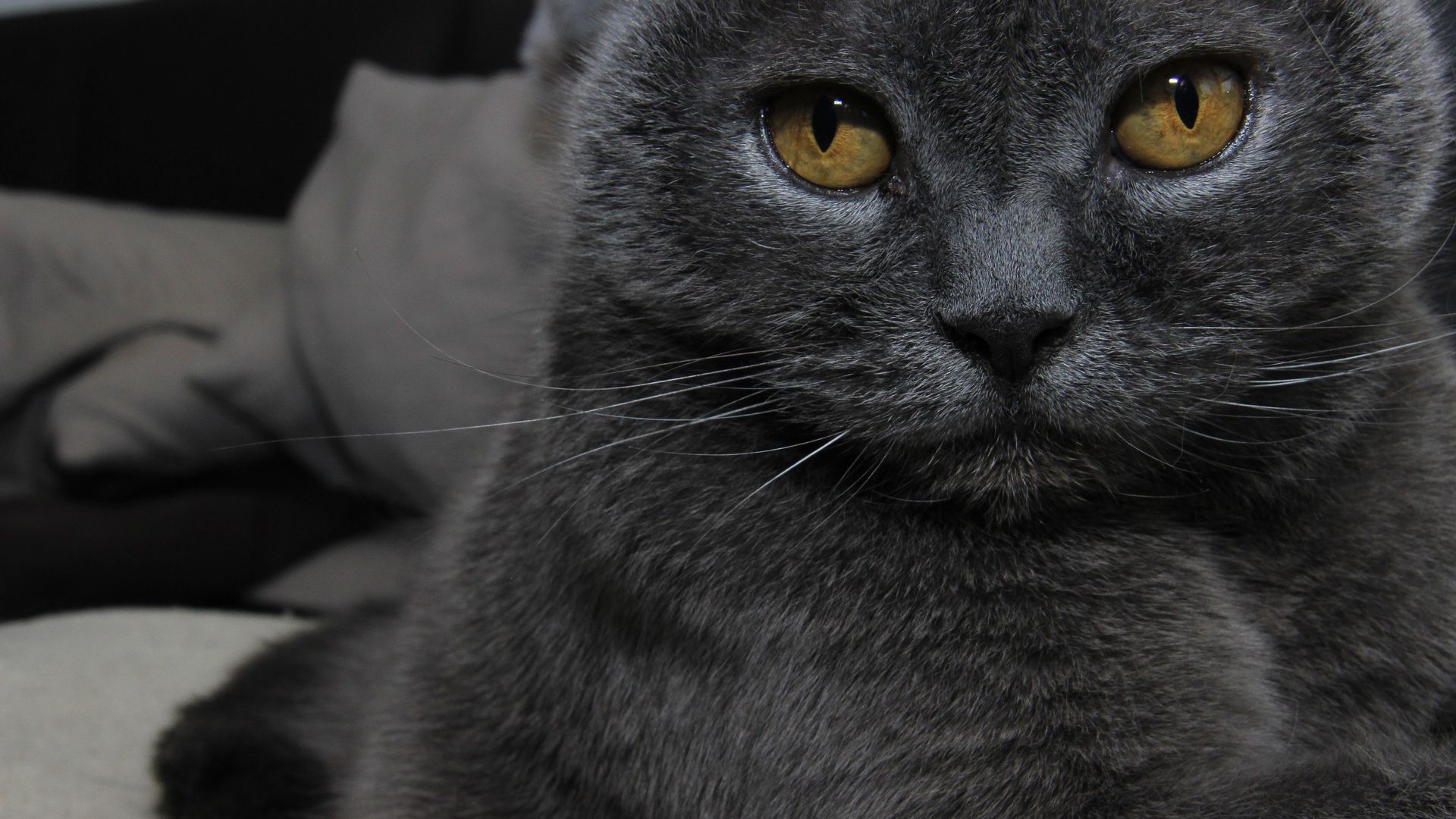Wallpaper Cat, grey cat, animal, muzzle