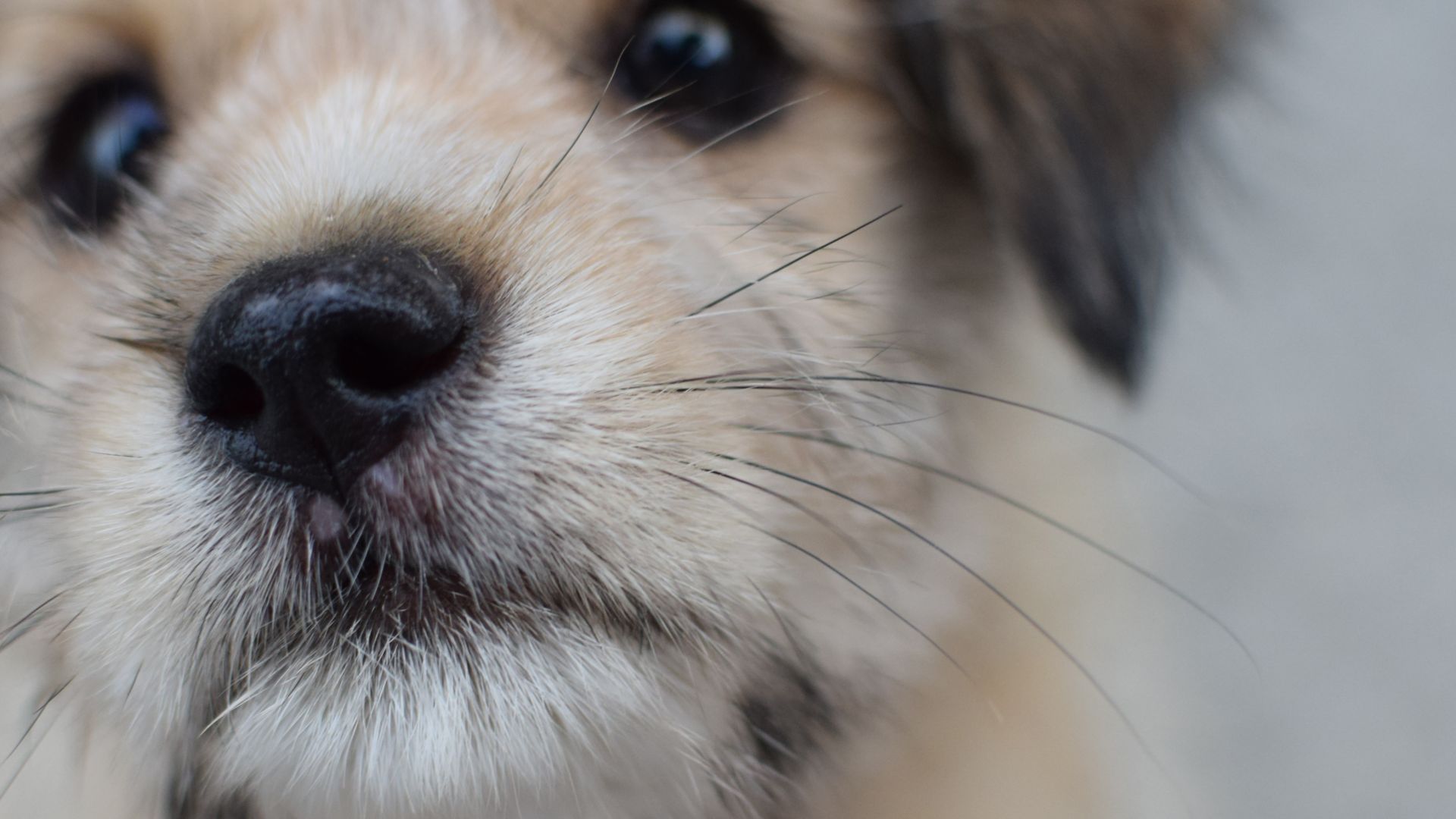 Wallpaper Dog, puppy muzzle, close up