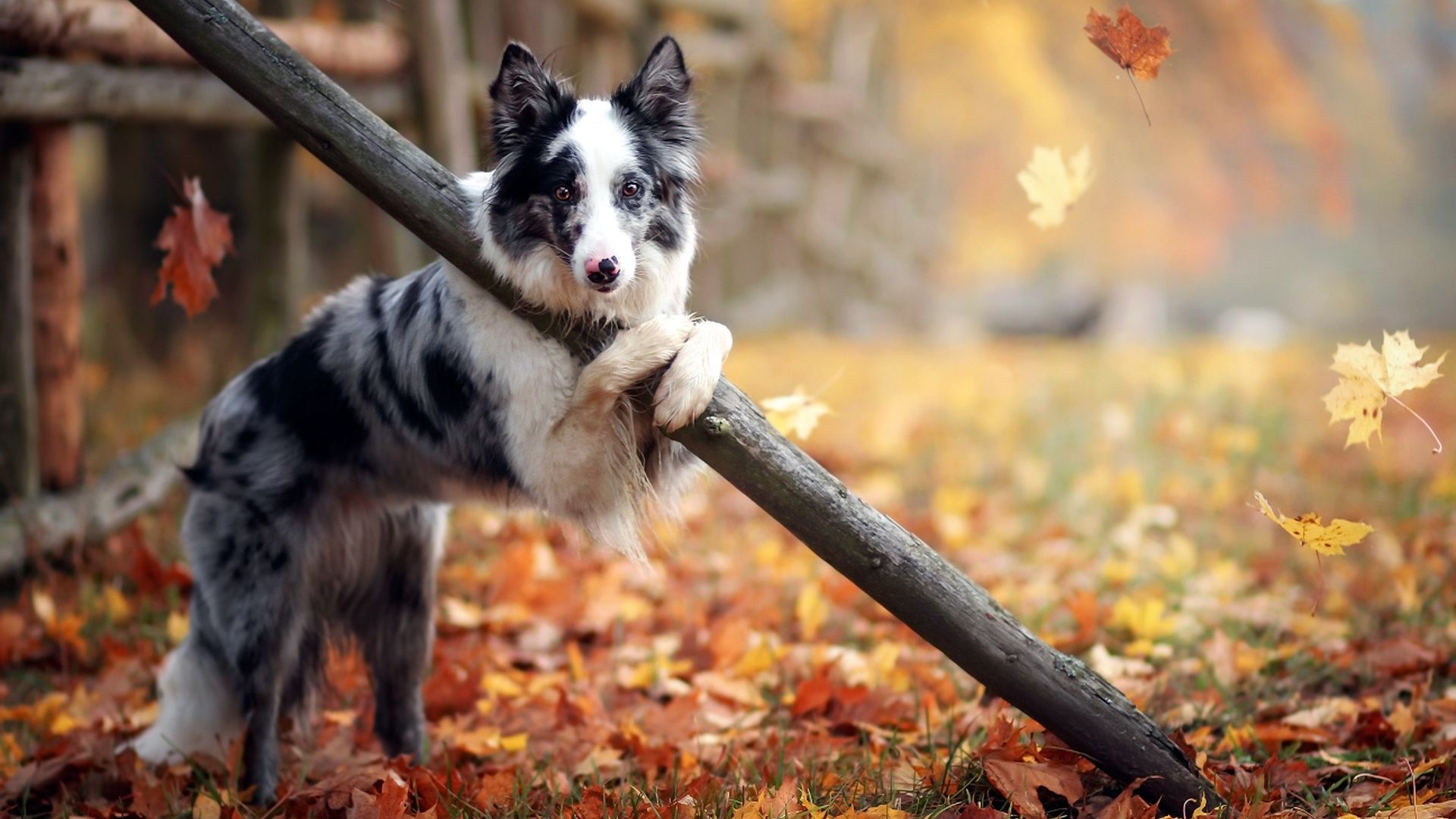 Wallpaper Border Collie, dog, play, autumn, leaves