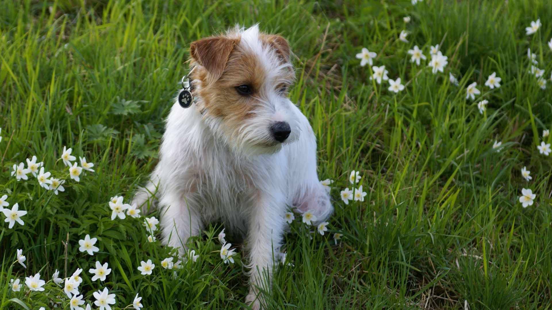 Wallpaper Furry dog, play, meadow, plants, flowers