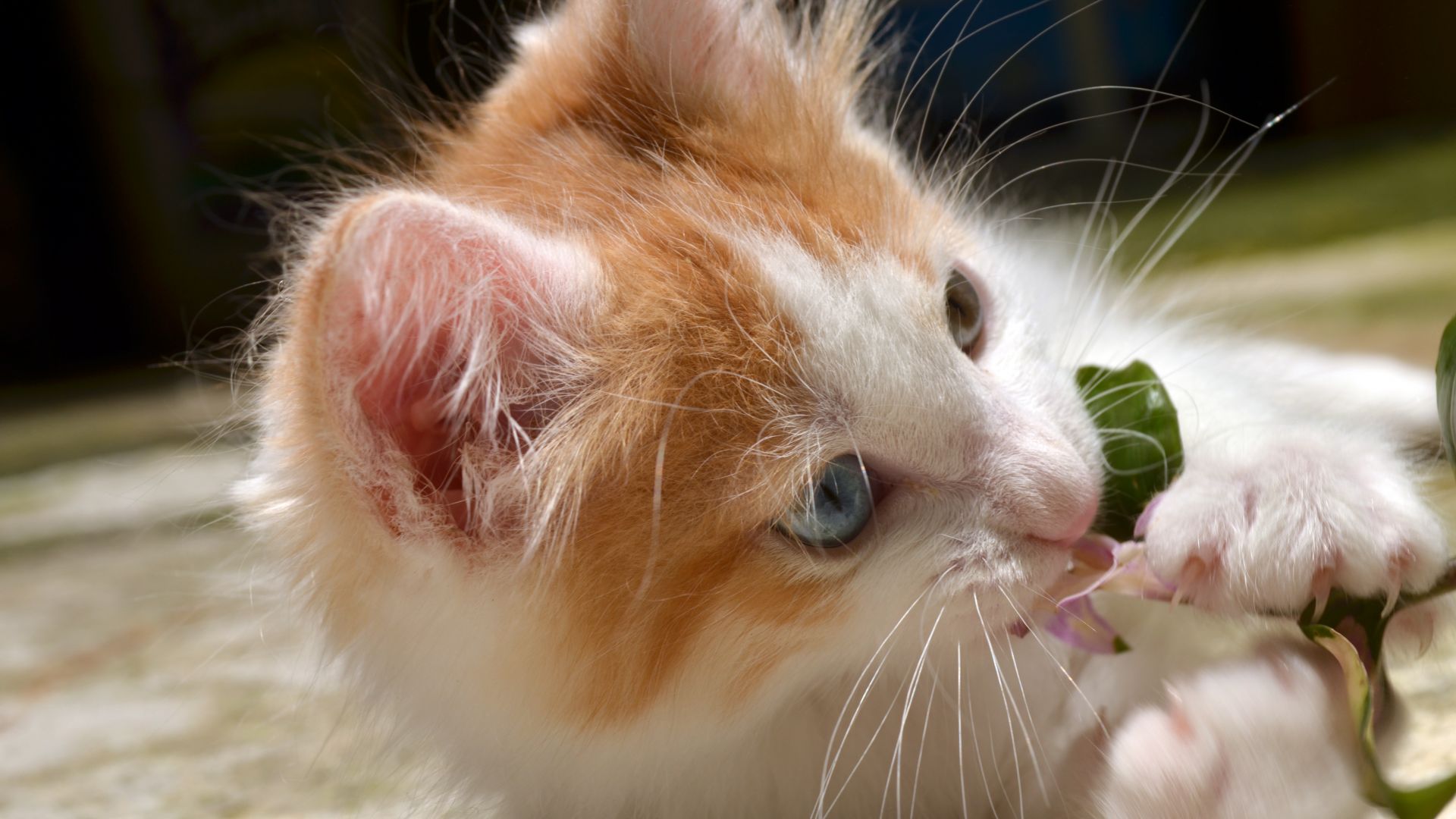 Wallpaper Cute Kitten muzzle