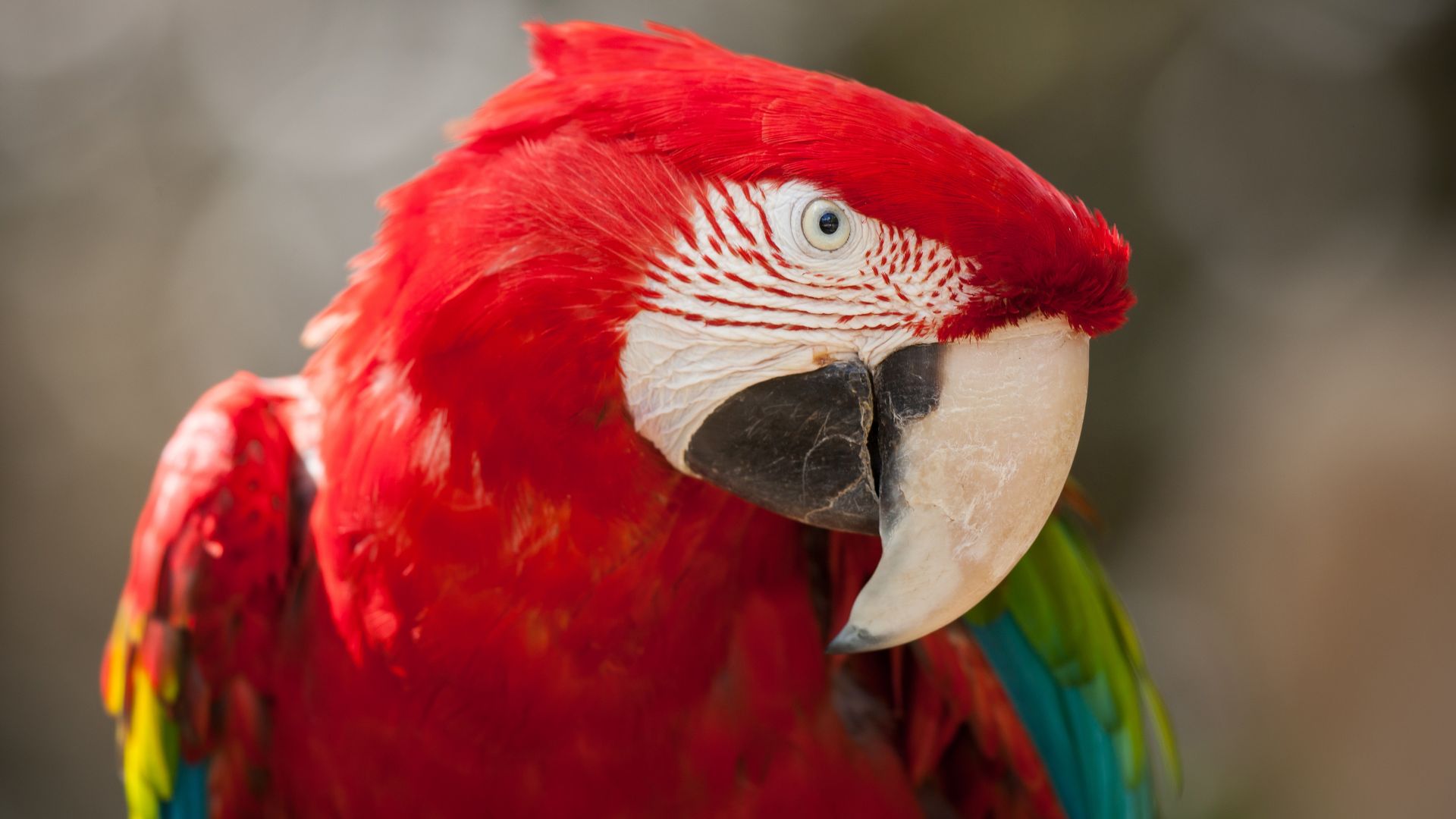 Wallpaper Red green macaw 