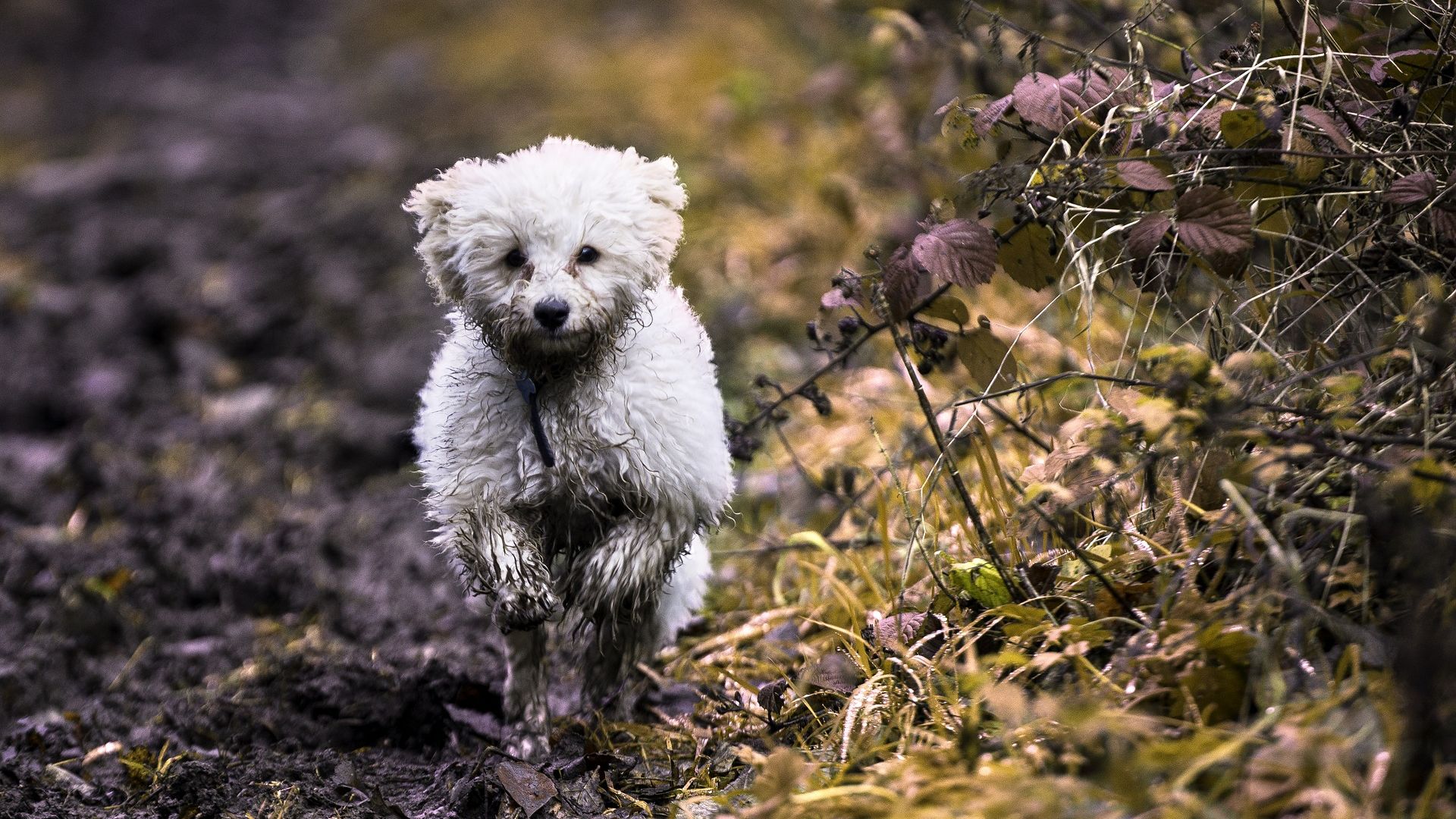 Wallpaper Dog, puppy, pet animal, run
