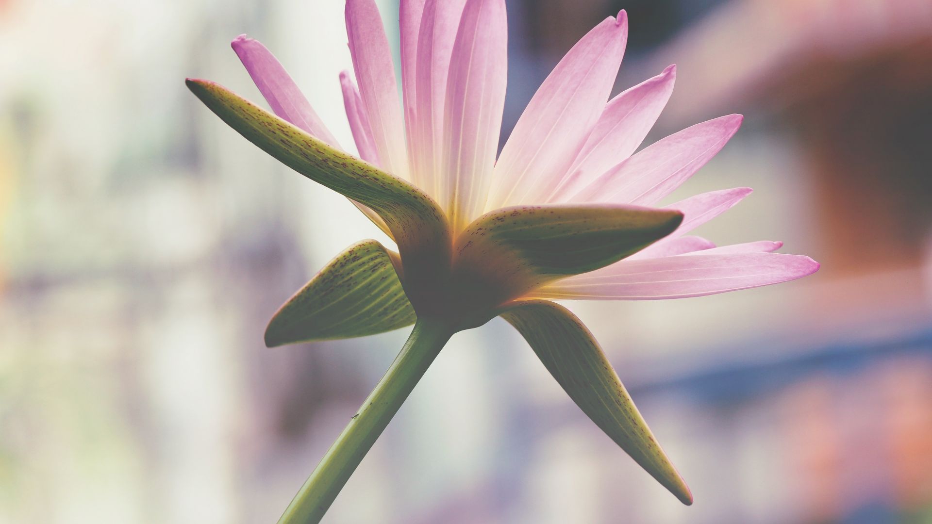 Wallpaper Pink lotus flower, petals