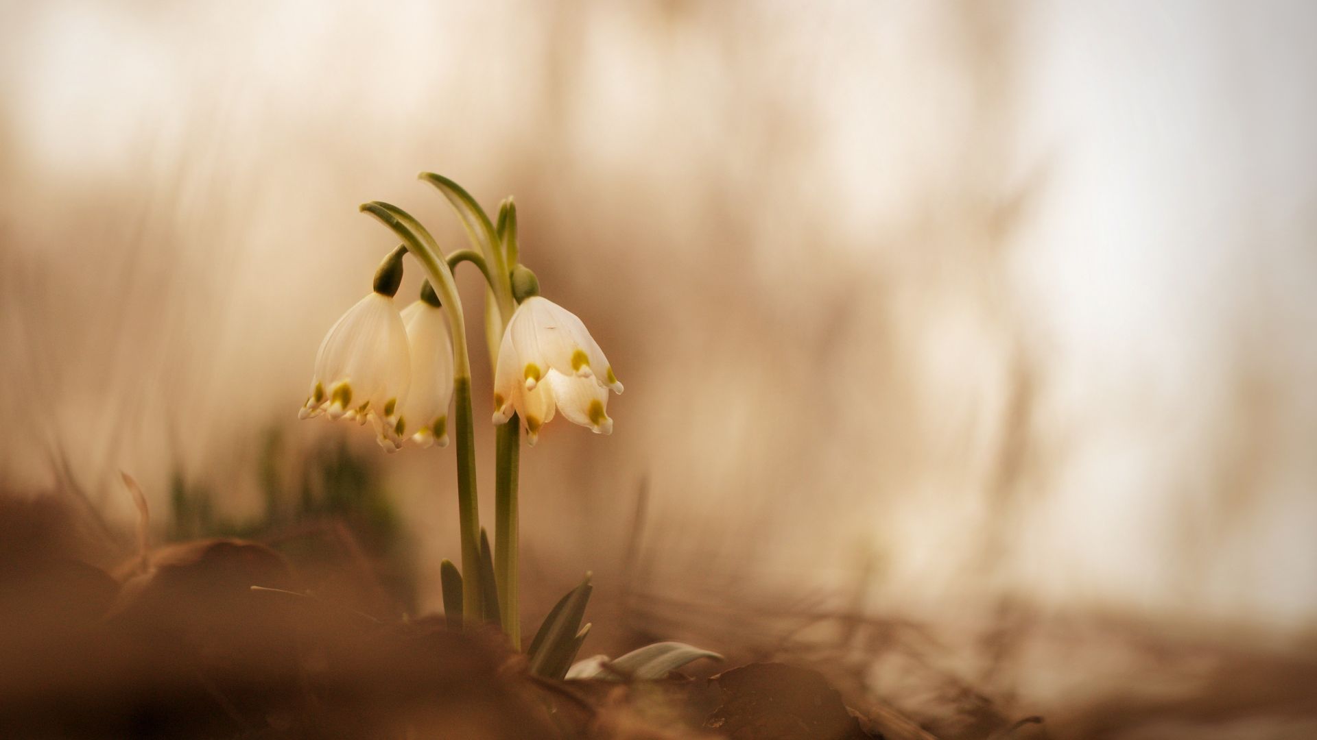 Wallpaper Snowflake, flower, white, spring, blur