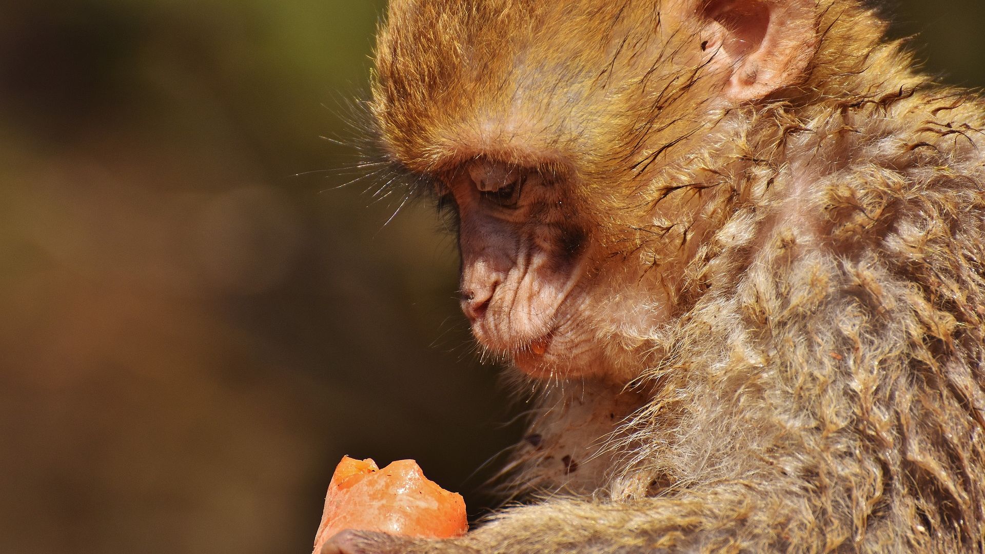 Wallpaper Barbary macaque, monkey, ape, eating