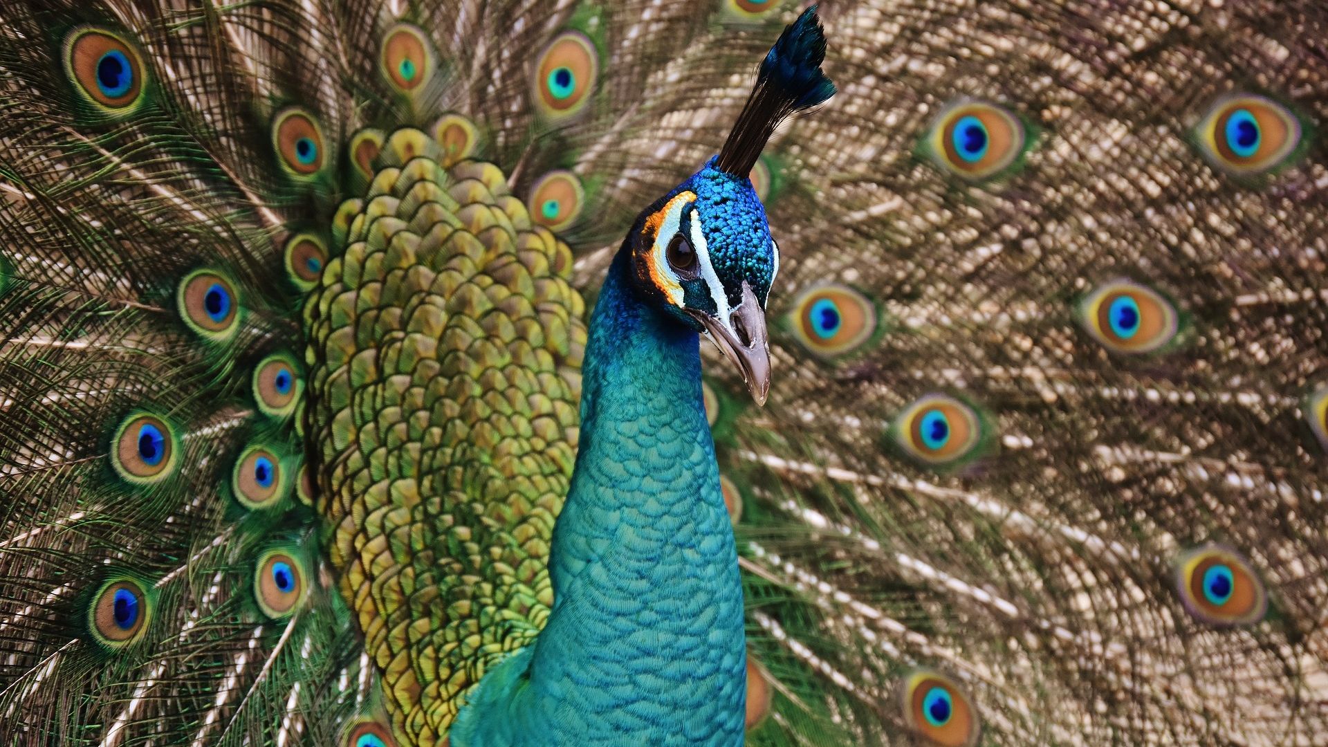 Wallpaper Feathers, dance, peacock, bird