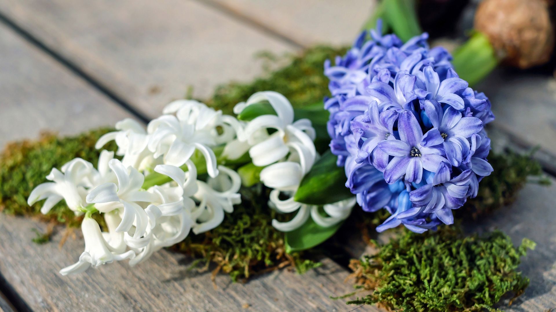 Wallpaper Hyacinth, white & purple flowers