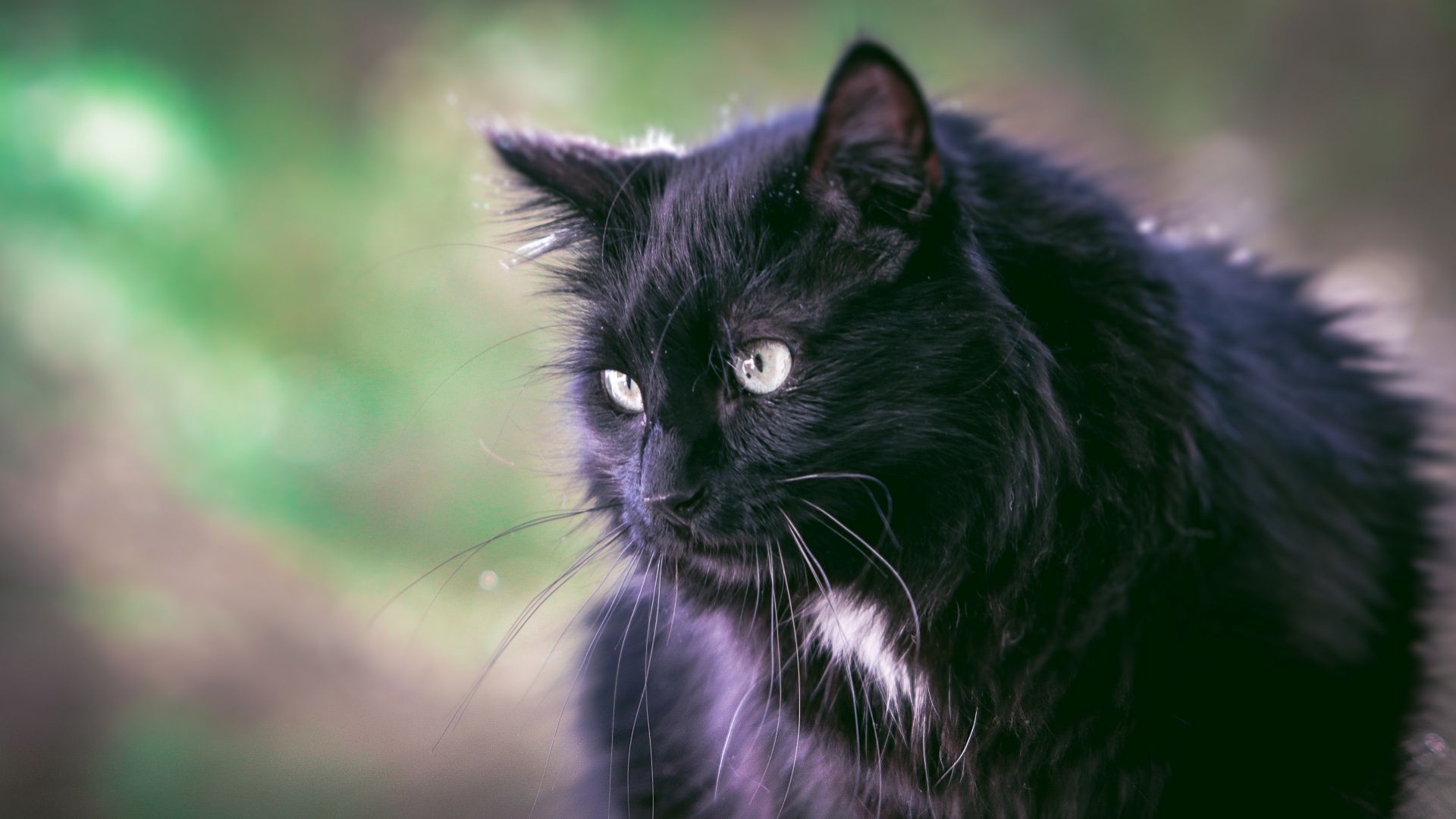 Wallpaper Black furry cat, animal, pet