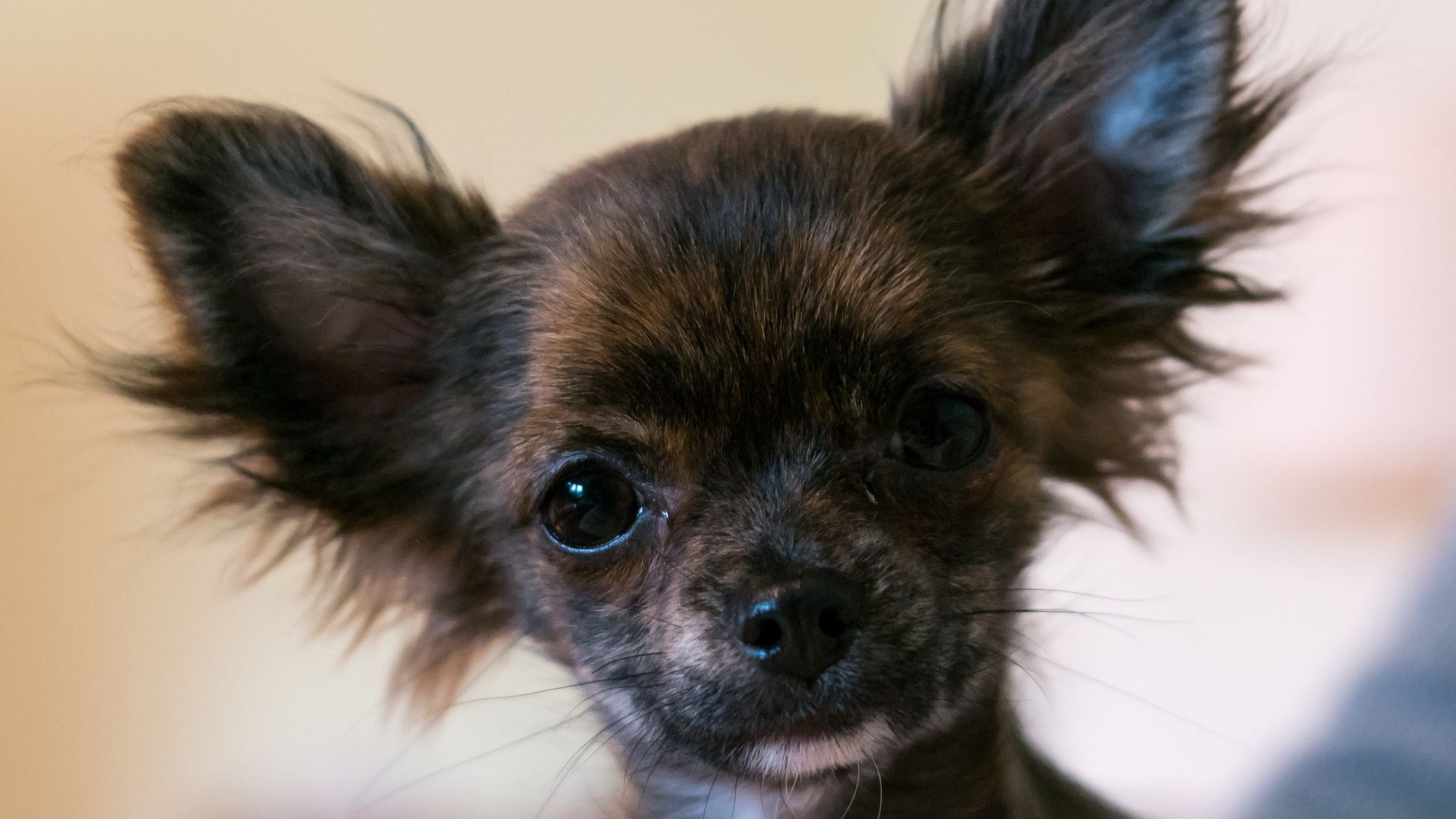Wallpaper Chihuahua dog, puppy muzzle
