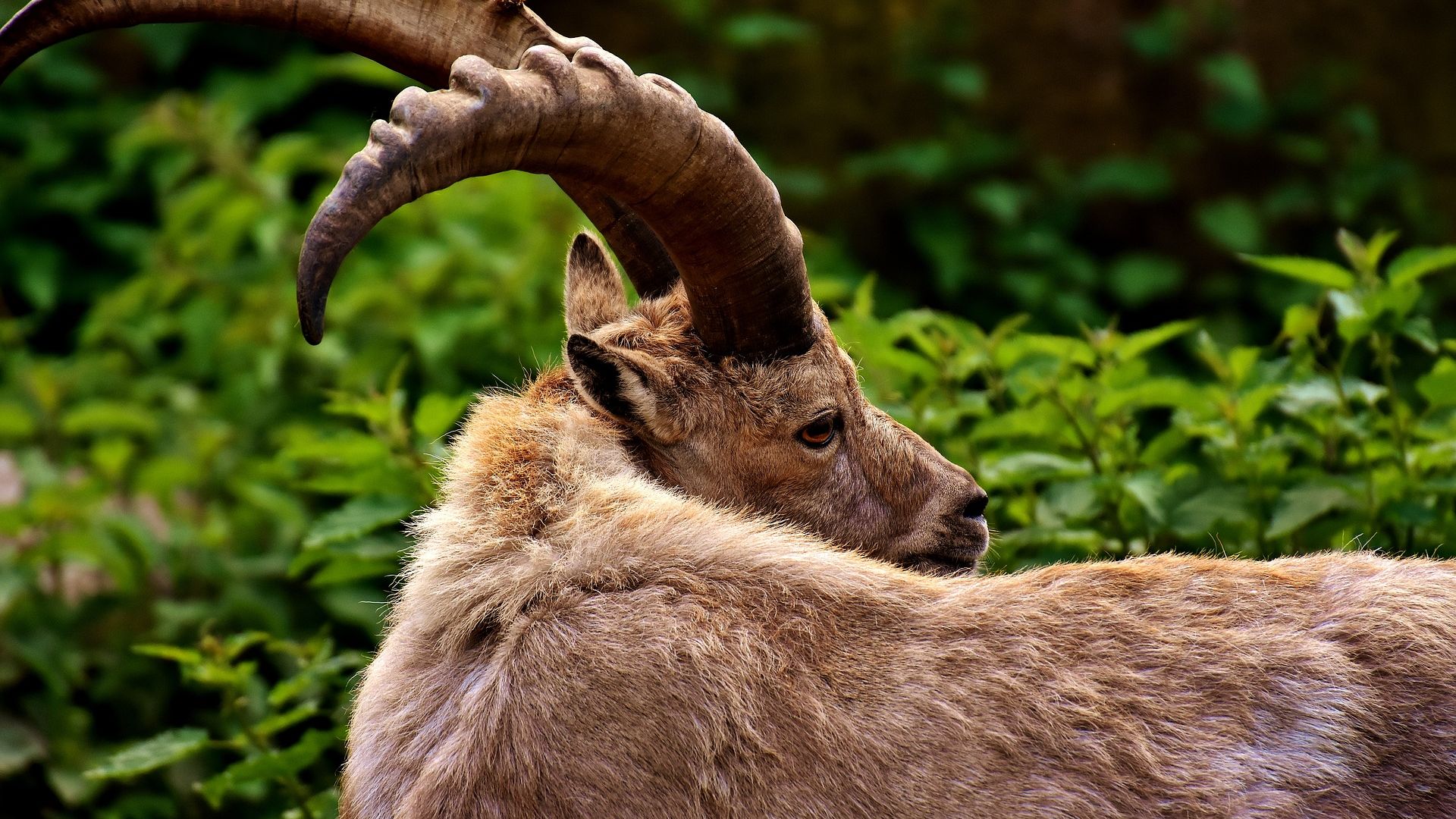 Wallpaper Big horns, wild goat, animal