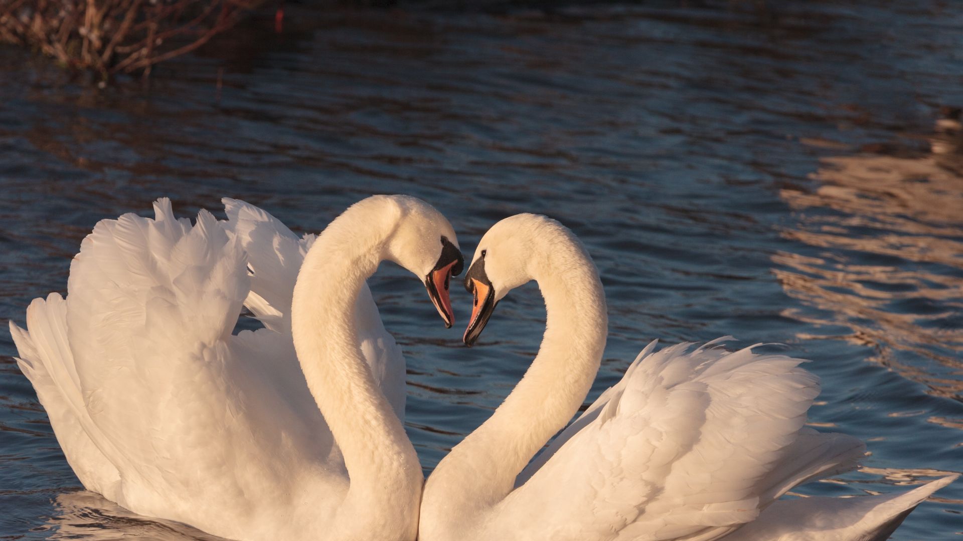 Wallpaper Swan, couple, birds
