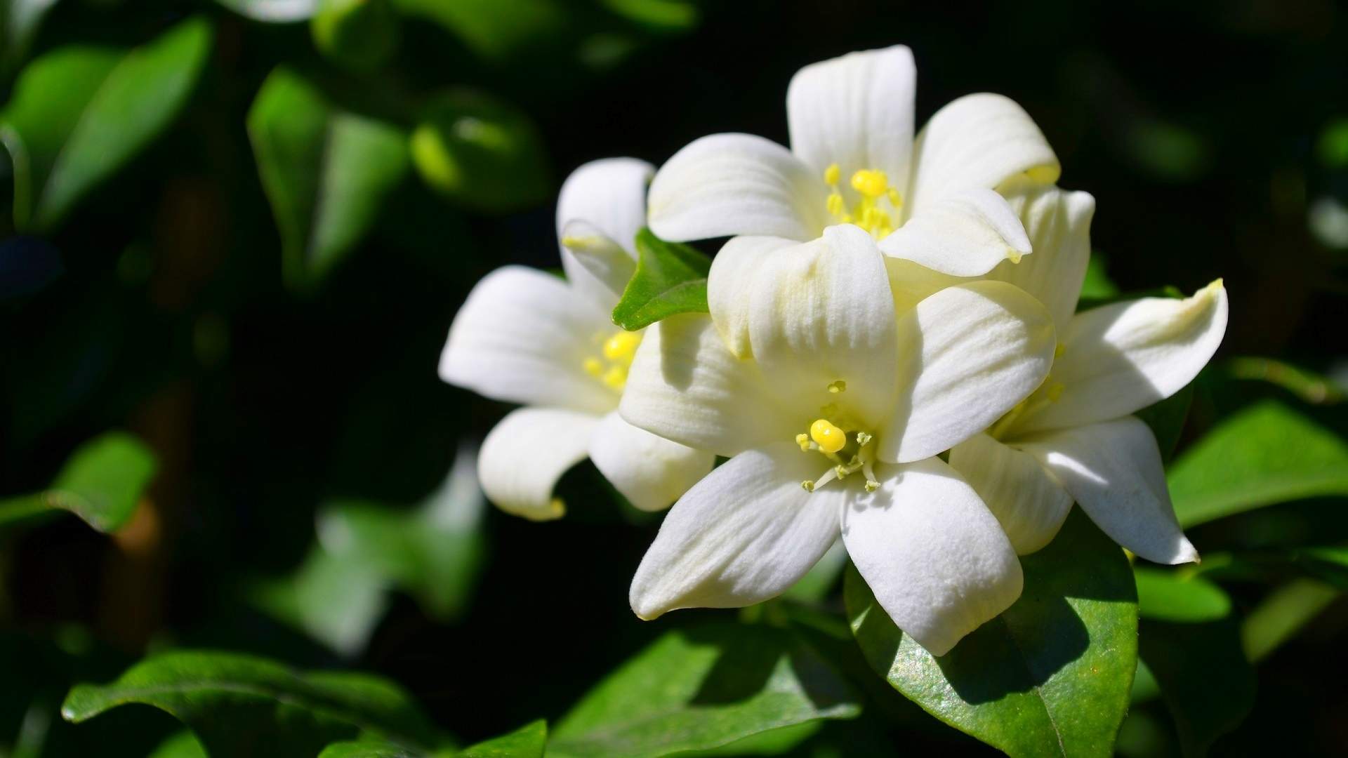 Wallpaper White jasmine flowers close up