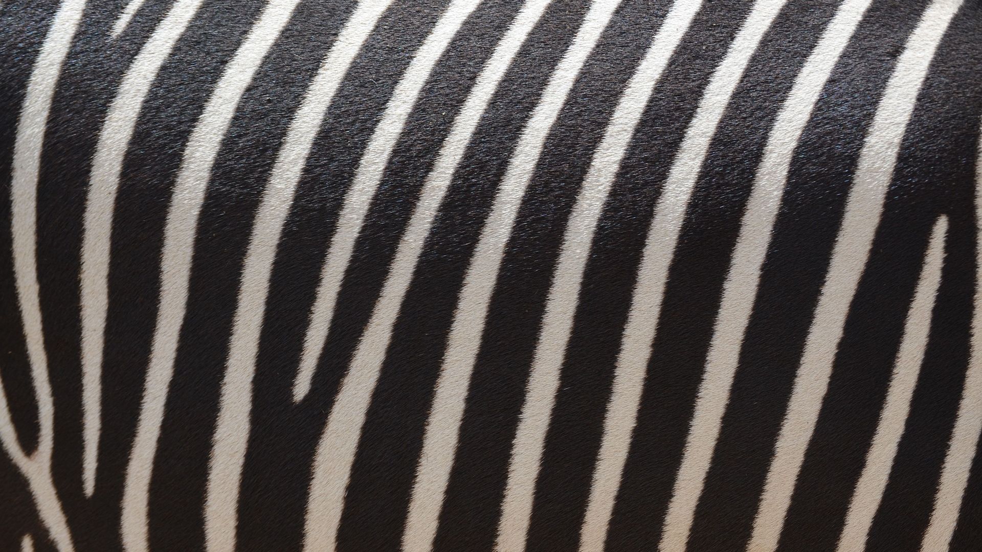 Wallpaper Zebra skin, stripes