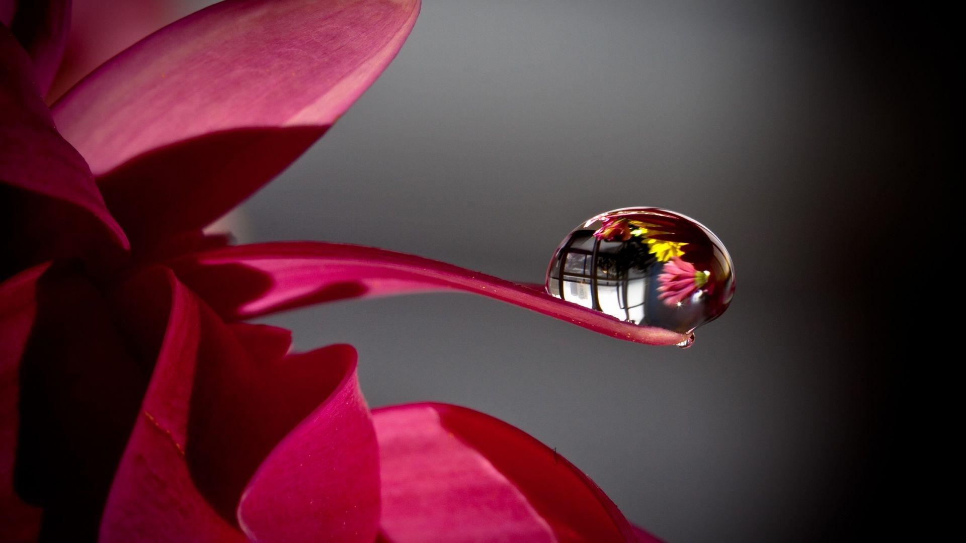 Wallpaper Water drop on flower petal