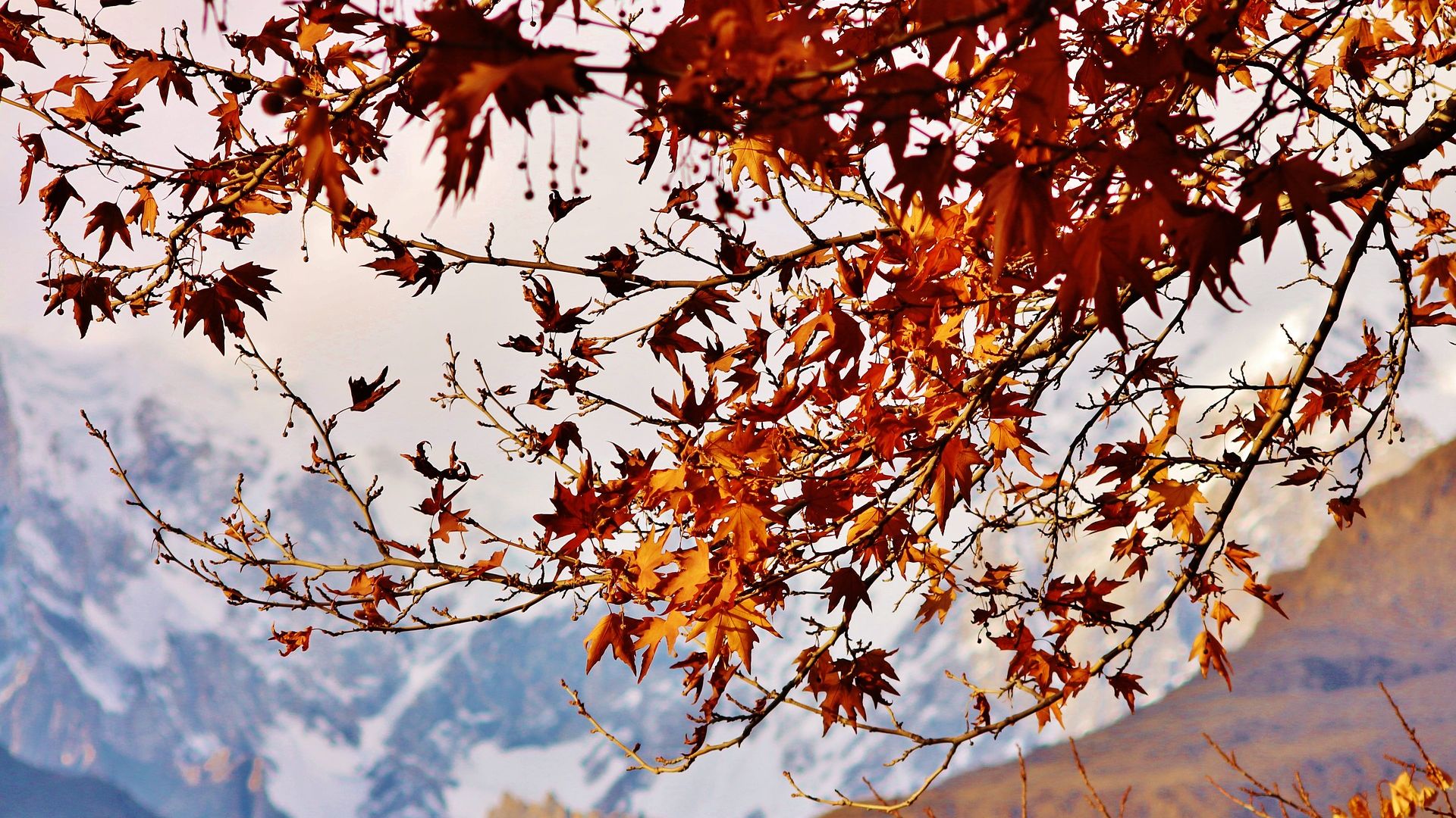 Wallpaper Mountains, tree branches, leaves, autumn
