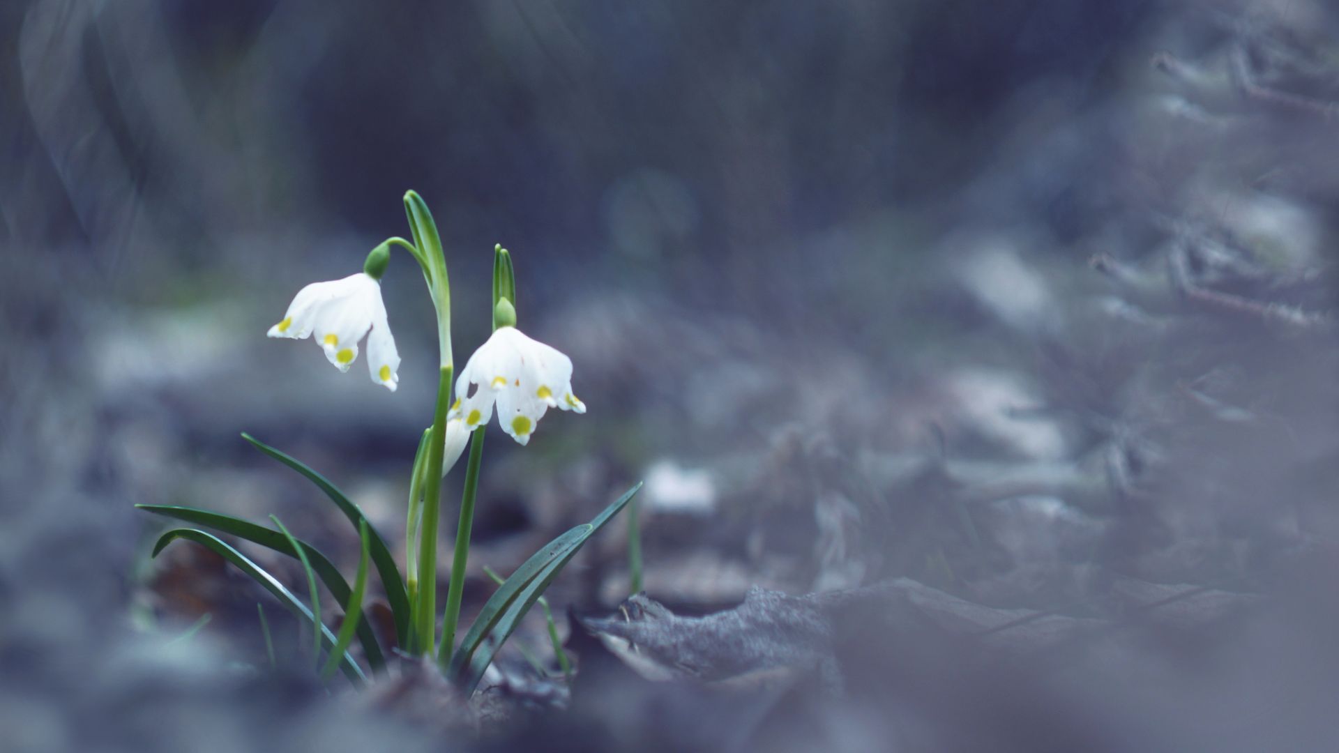 Wallpaper Snowflake flowers, spring, white flowers