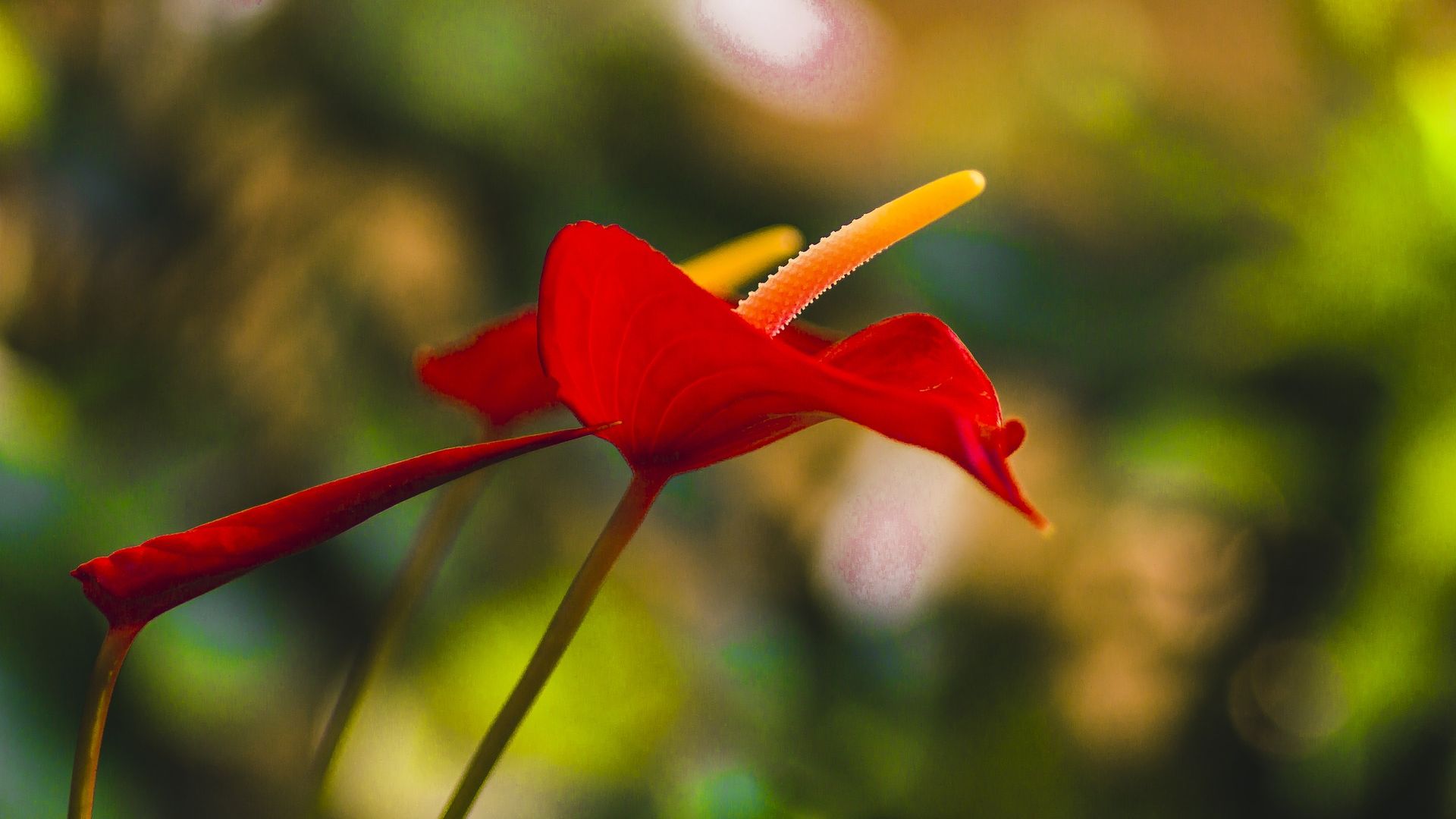 Wallpaper Red flower, bokeh, blur