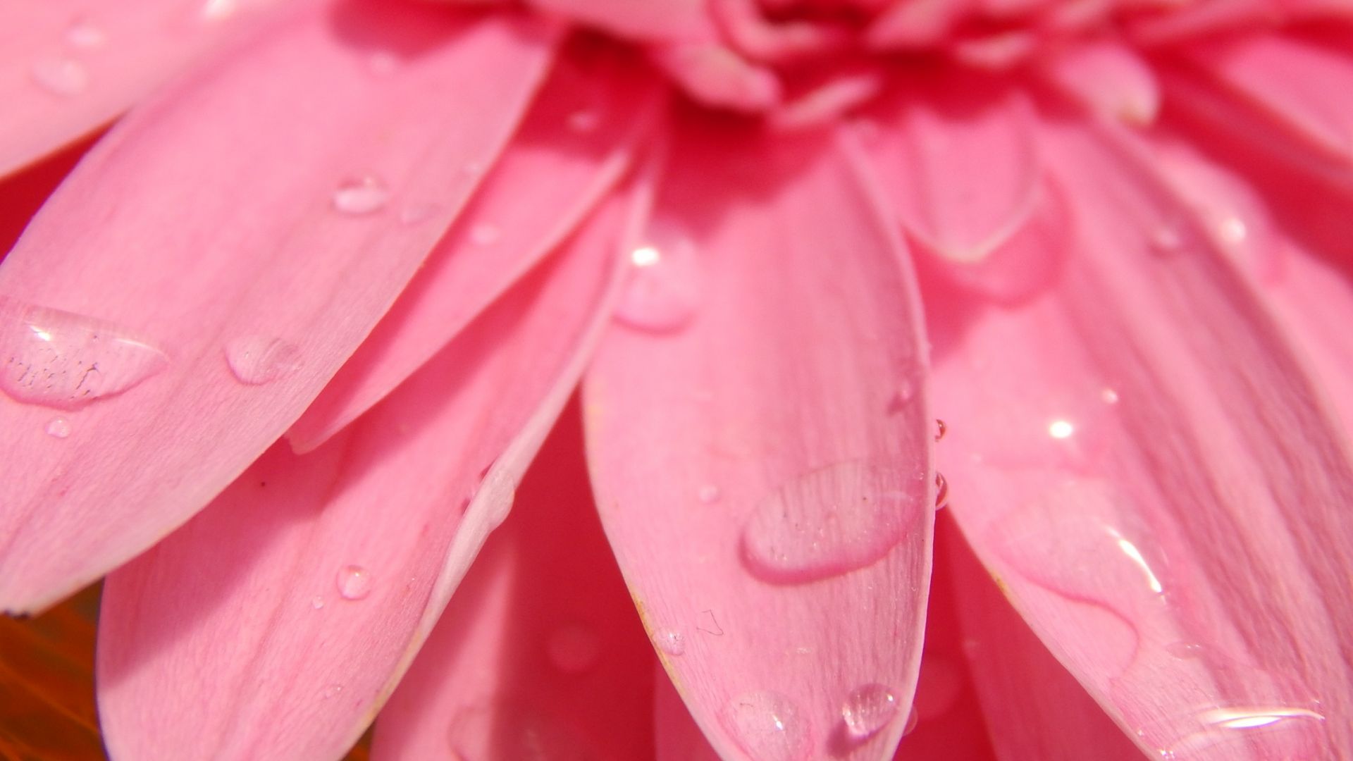 Wallpaper Gerbera, pink flower, petals, drops
