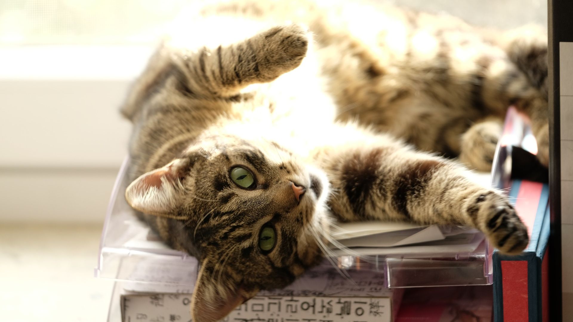 Wallpaper Cat, play at home, pet animal
