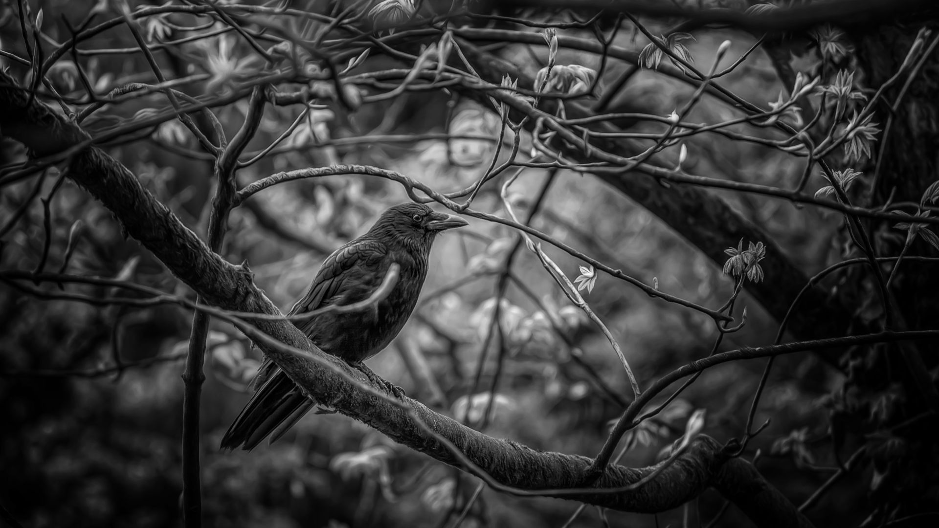Wallpaper Crow bird