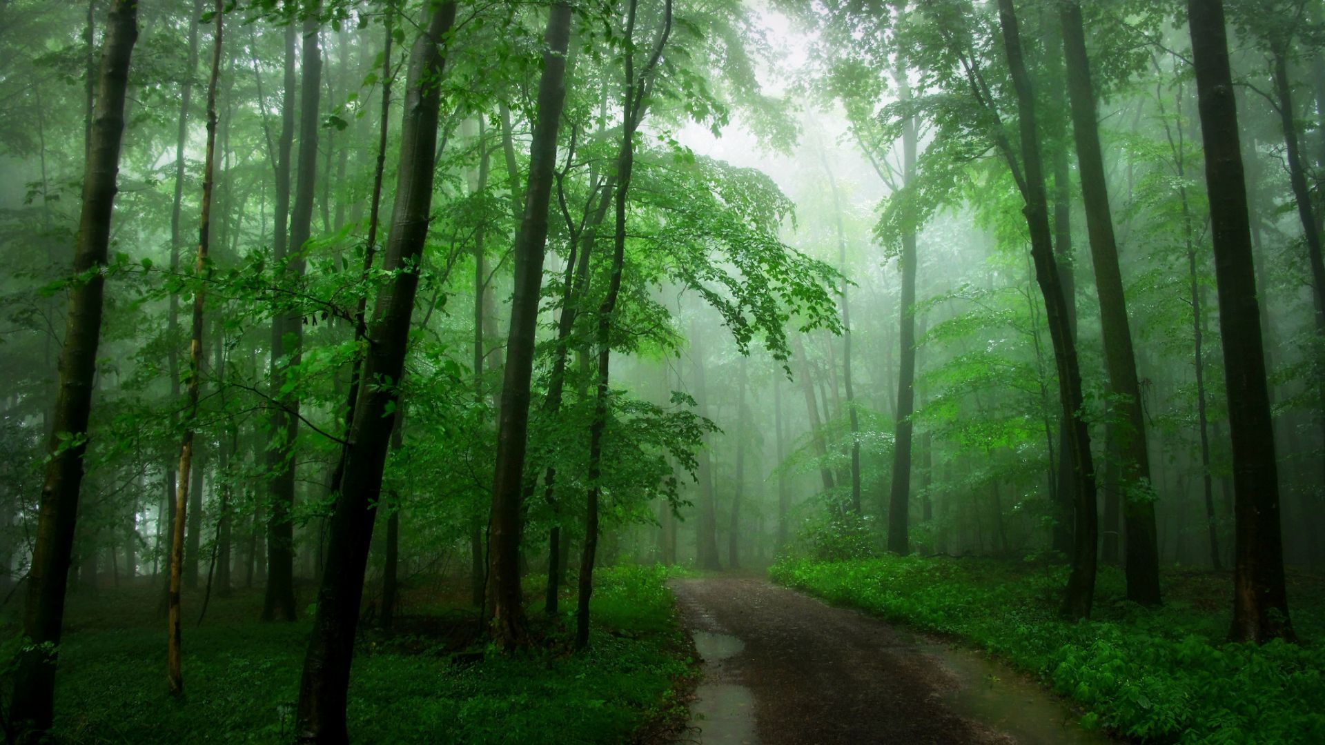 Wallpaper Road in forest, green tree, fog