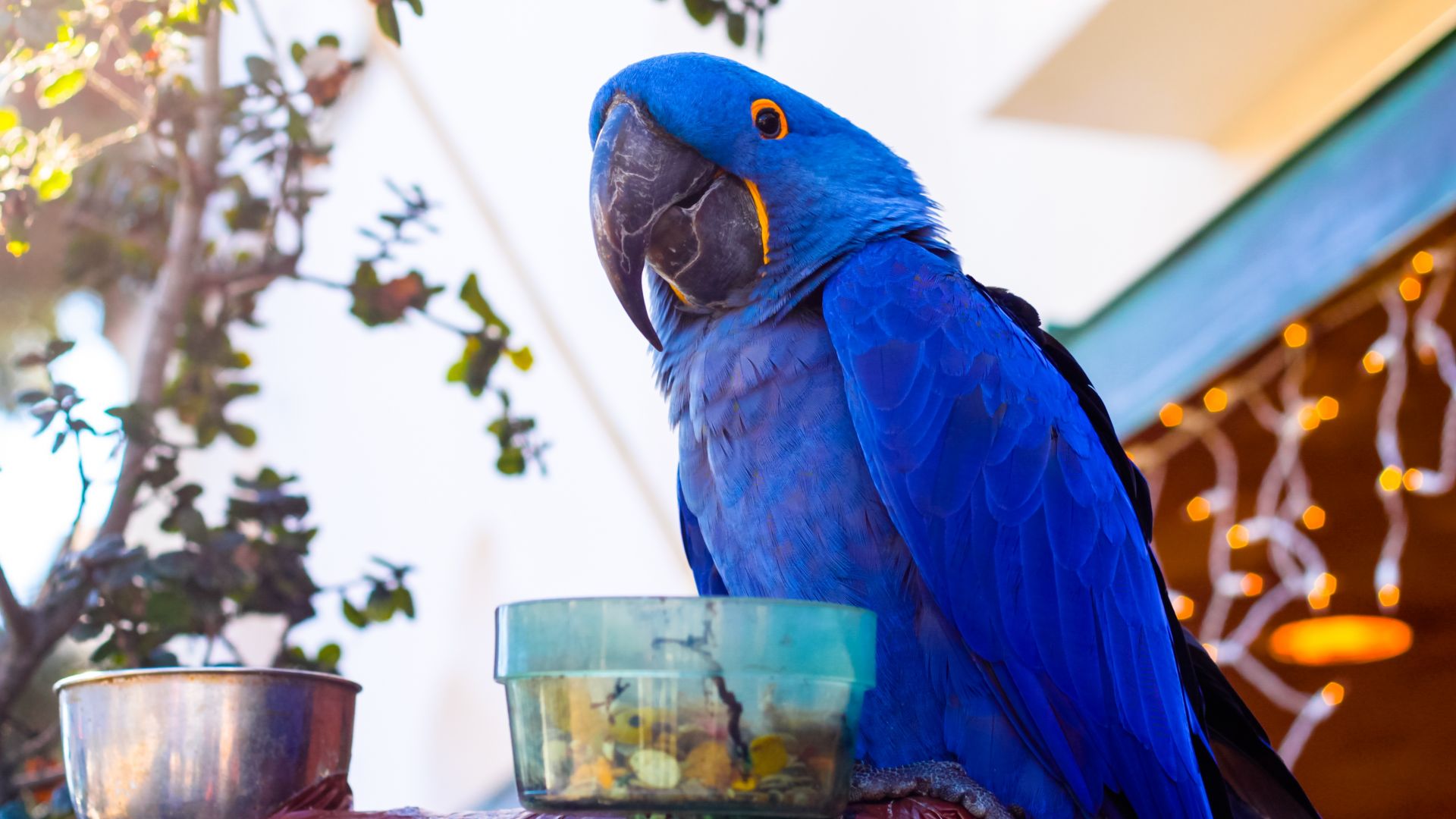 Wallpaper Blue macaw parrot bird