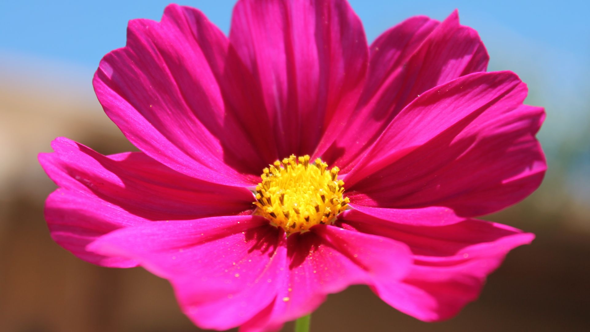 Wallpaper Pink flower, close up, flower petals