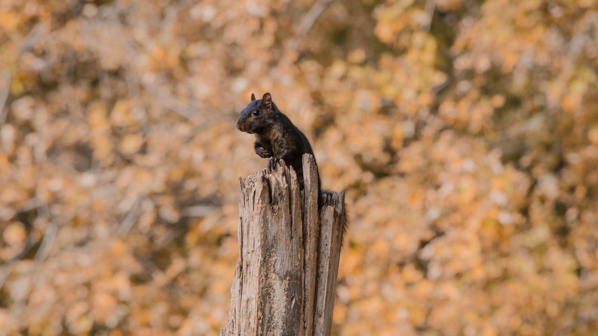 Wallpaper Squirrel, sitting, animal, broken tree trunk, 4k