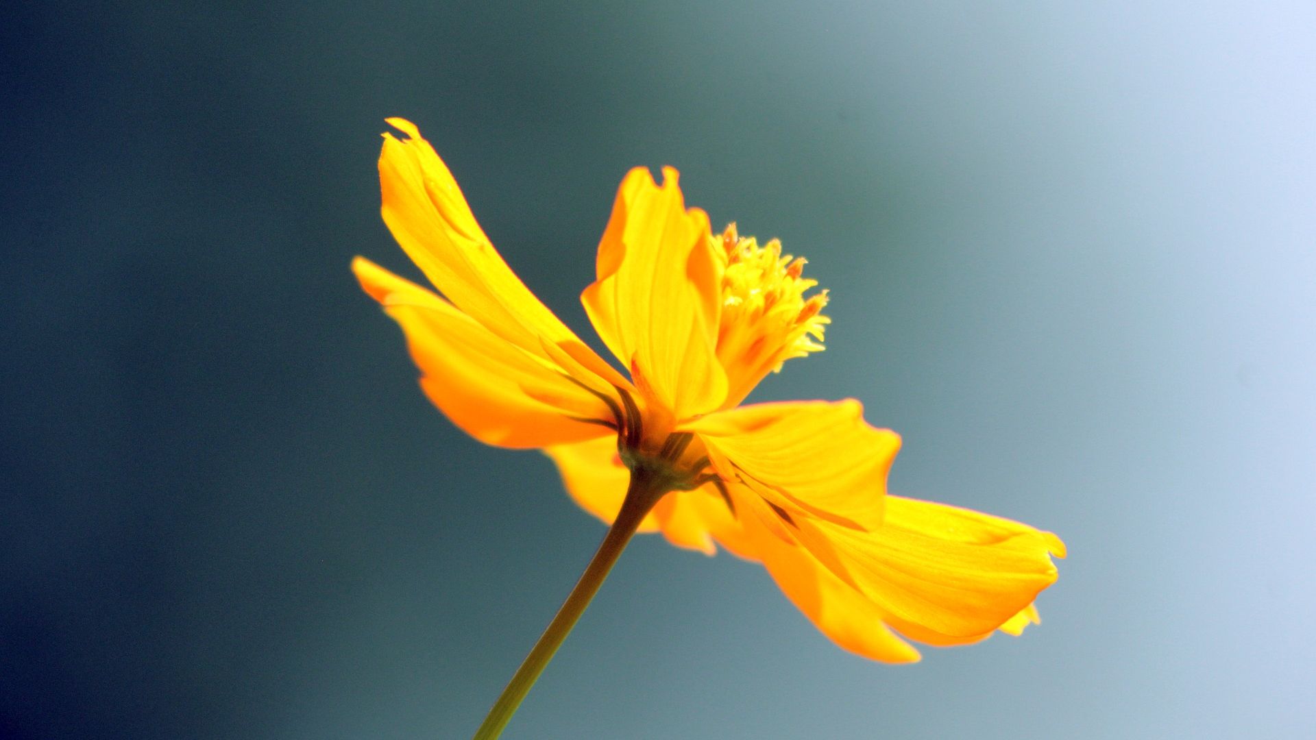 Wallpaper Yellow flower, close up, sky