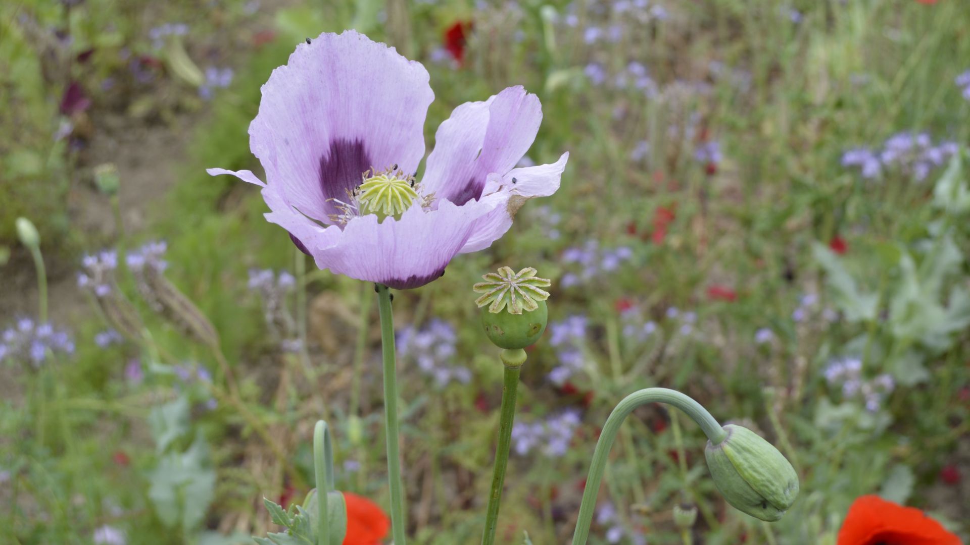 Wallpaper Poppy, purple flowers, meadow