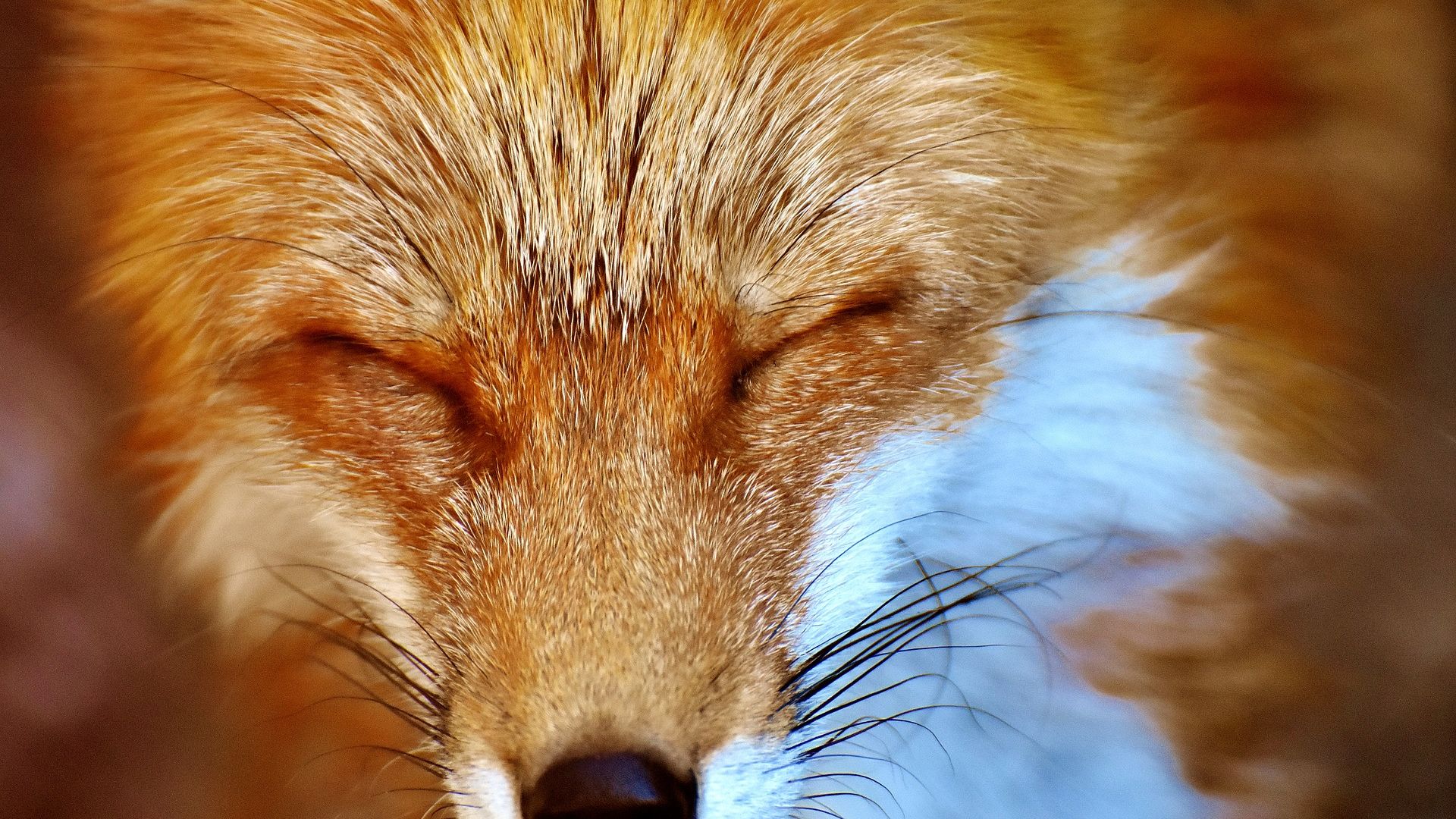 Wallpaper Red Fox, close eyes, muzzle, fur