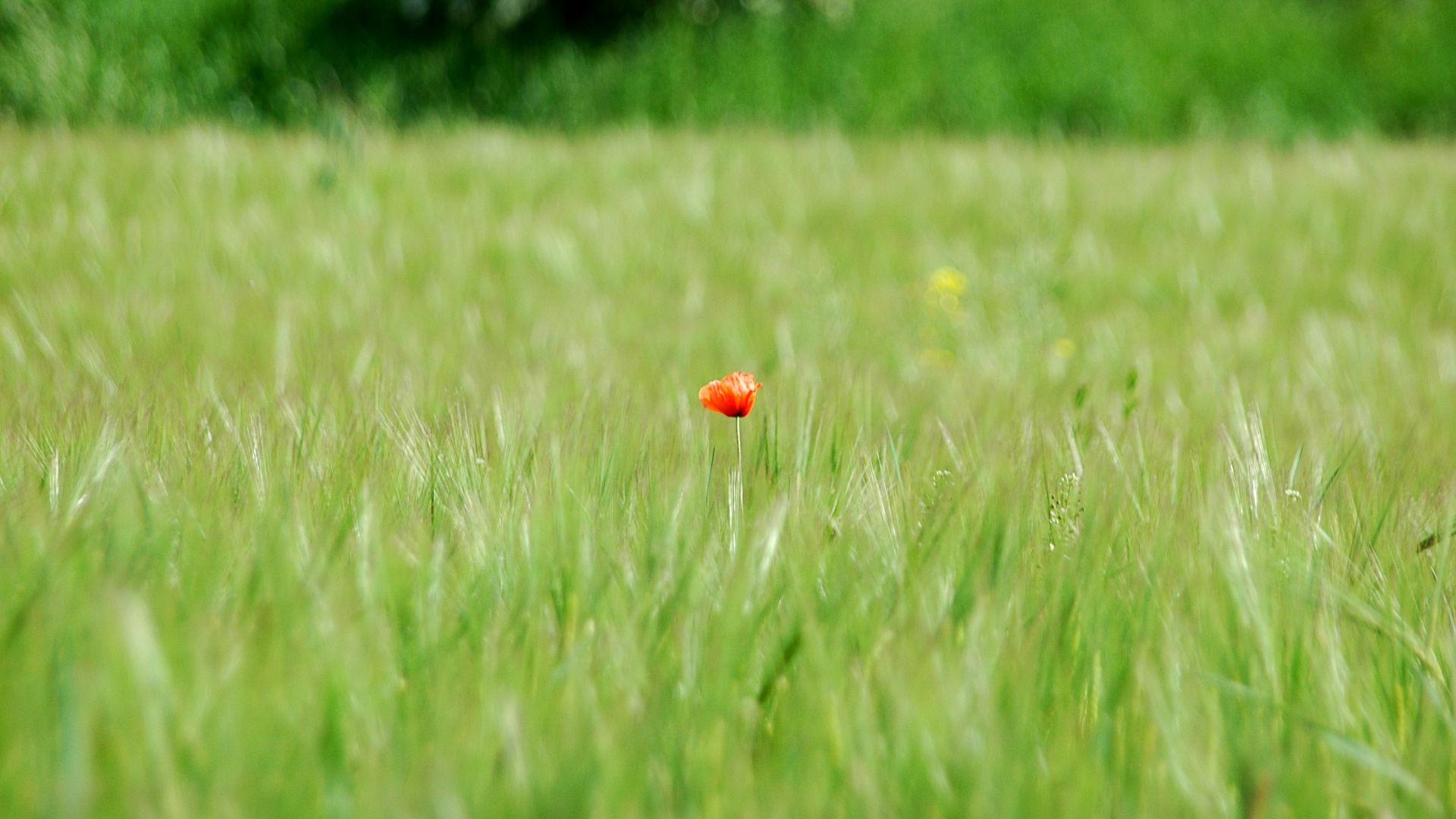 Wallpaper Lone red poppy flower in meadow