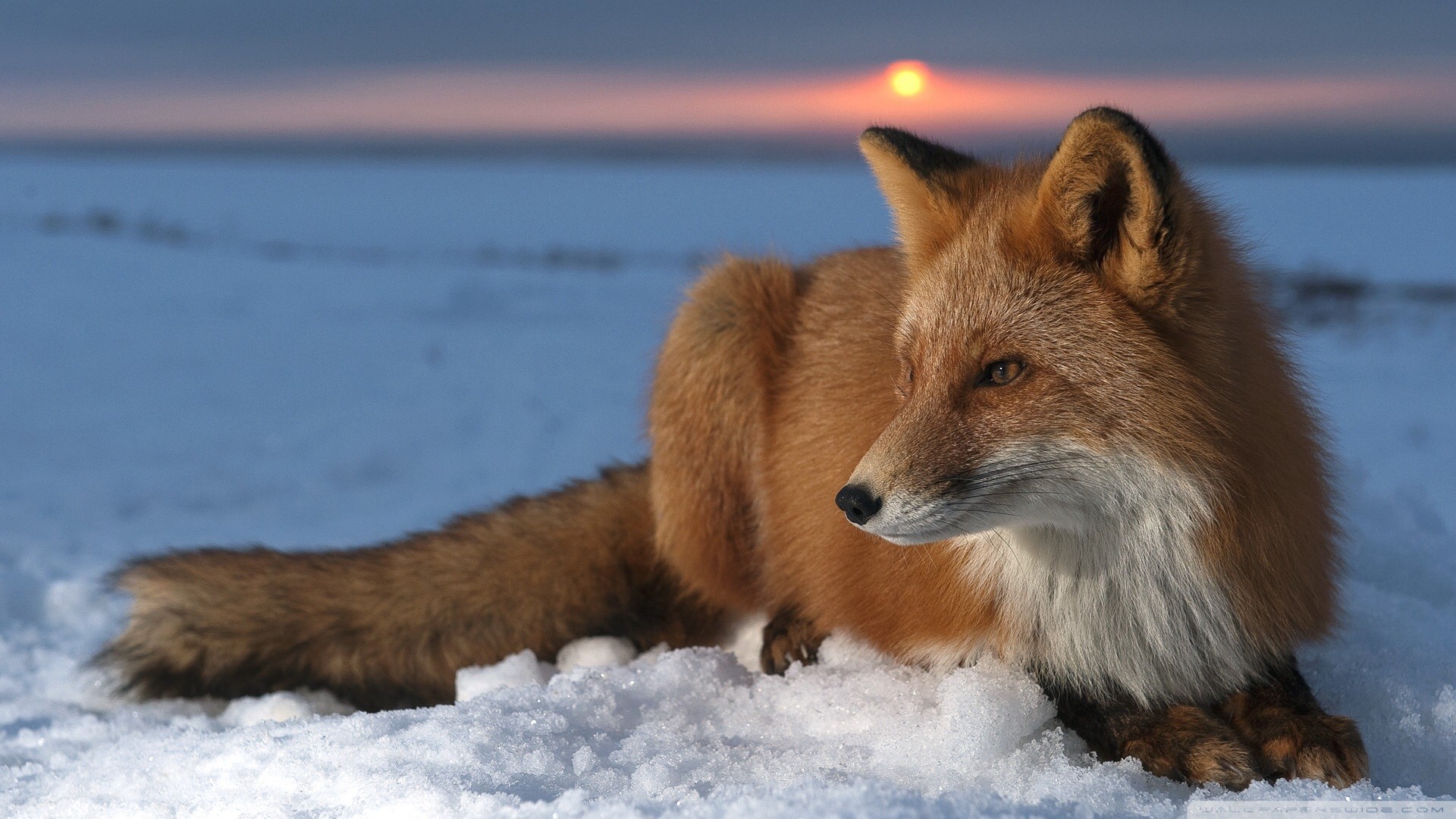 Wallpaper Snow, winter, red fox, wild animal, sitting