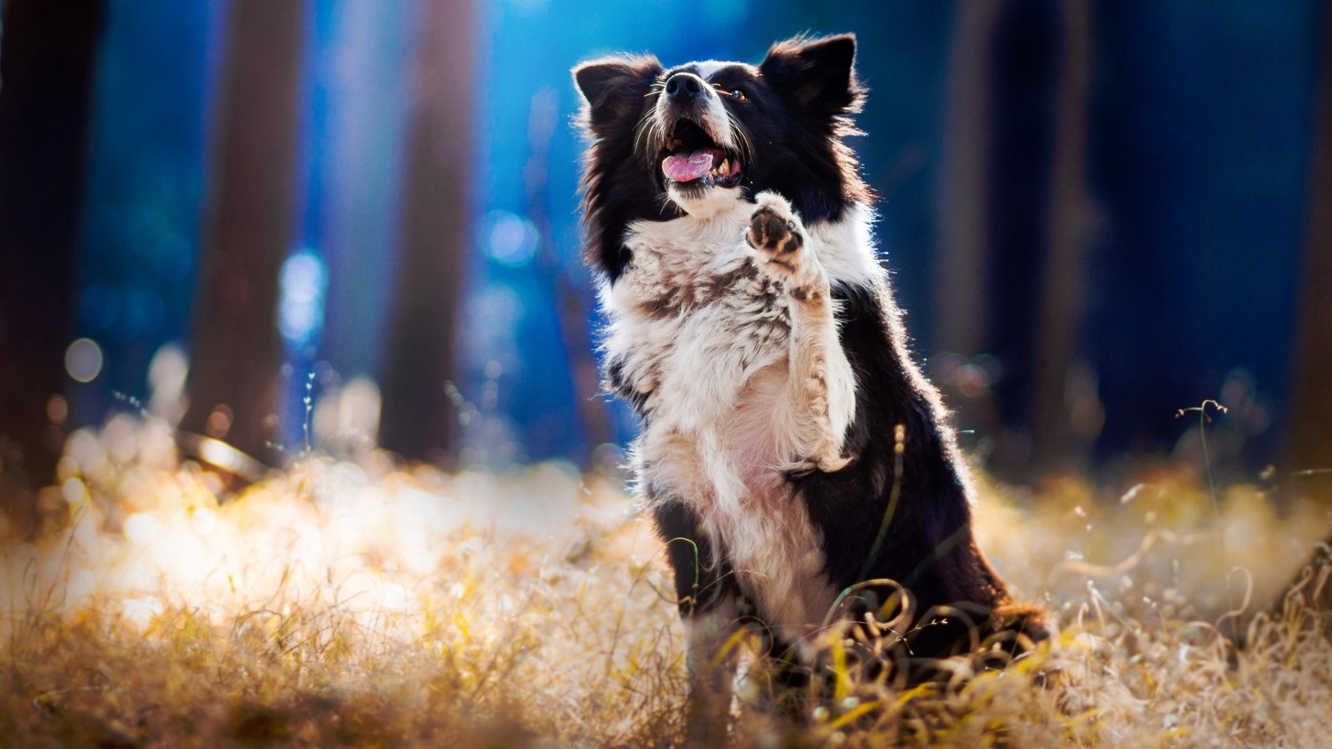 Wallpaper Border Collie dog, playing, meadow