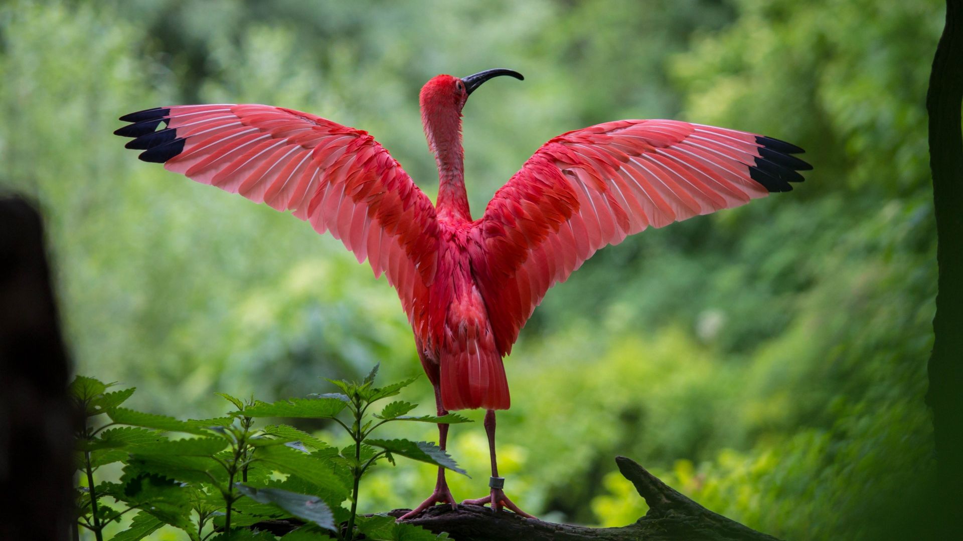 Wallpaper Pink bird, Scarlet ibis, wings