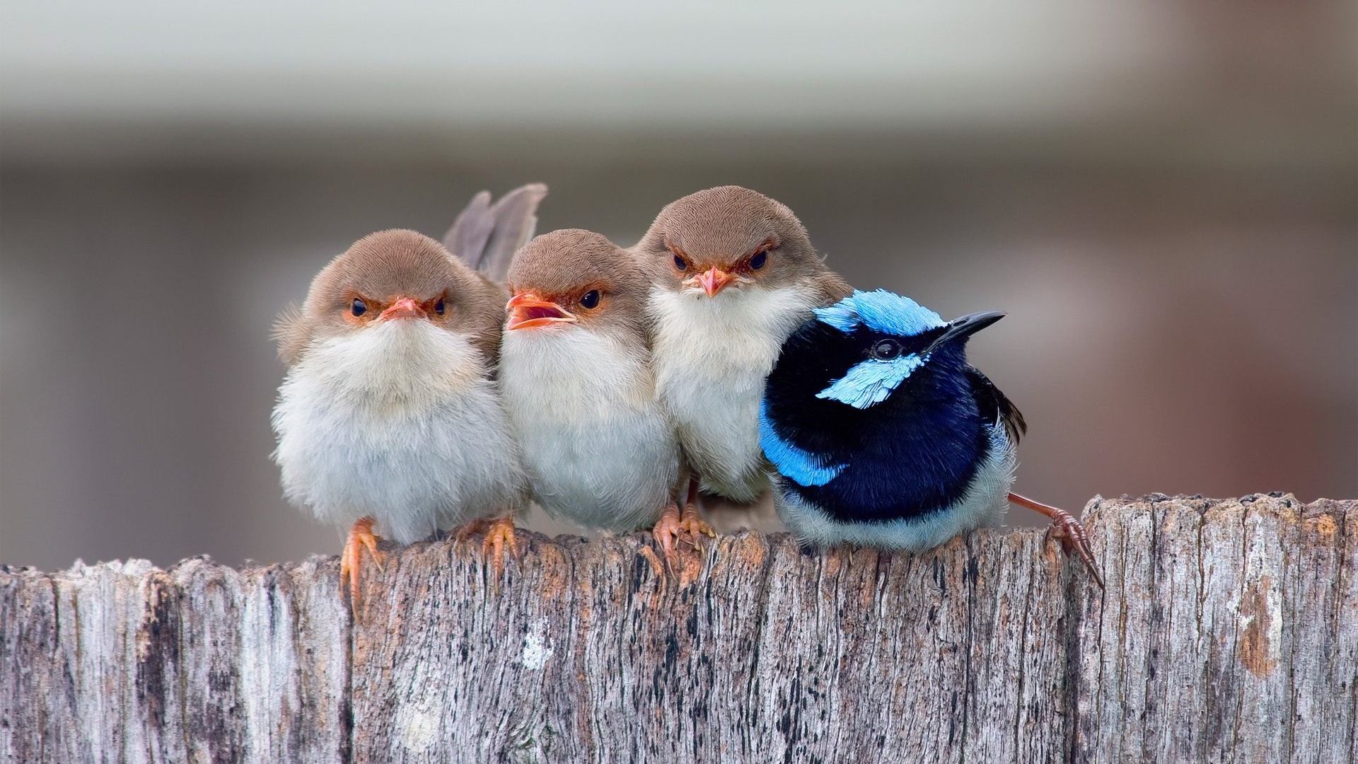 Wallpaper Cute baby sparrow bird with blue sparrow
