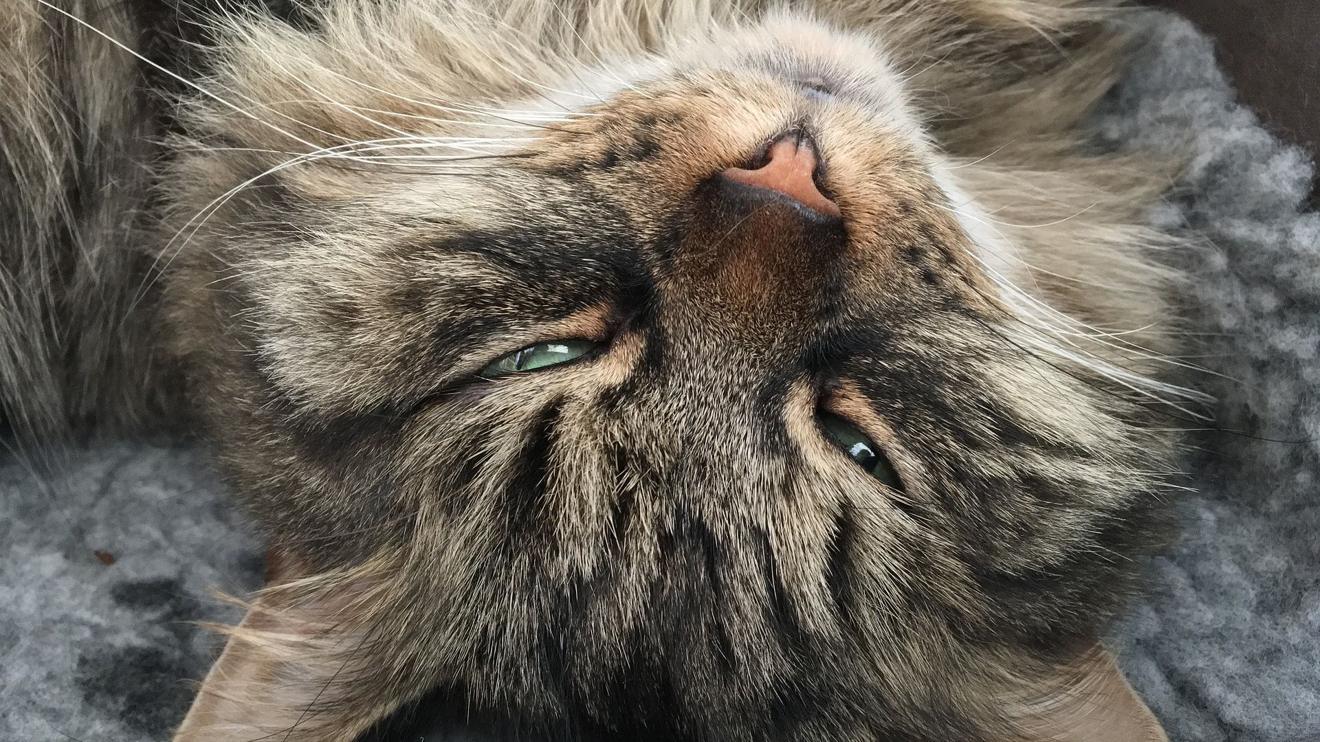 Wallpaper Siberian cat muzzle, furry, sleeping
