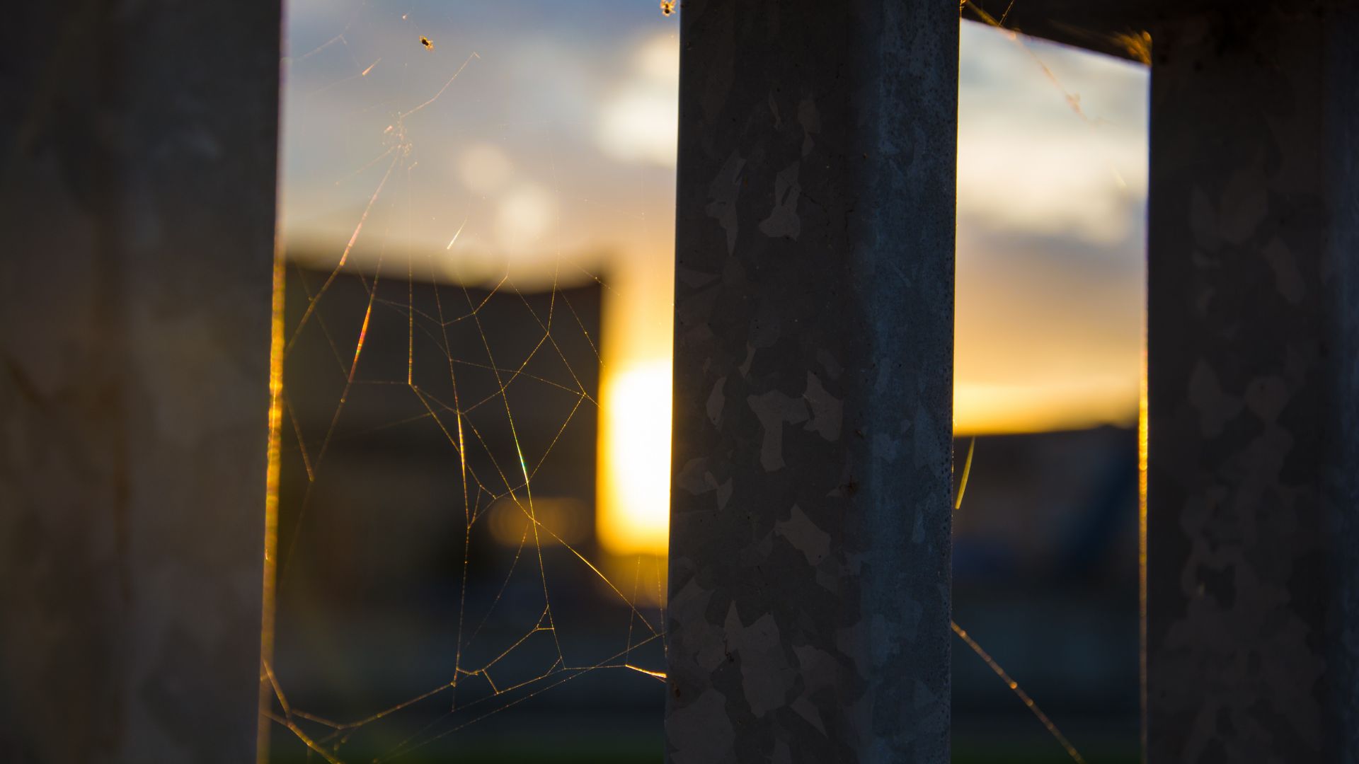 Wallpaper Spider web in window