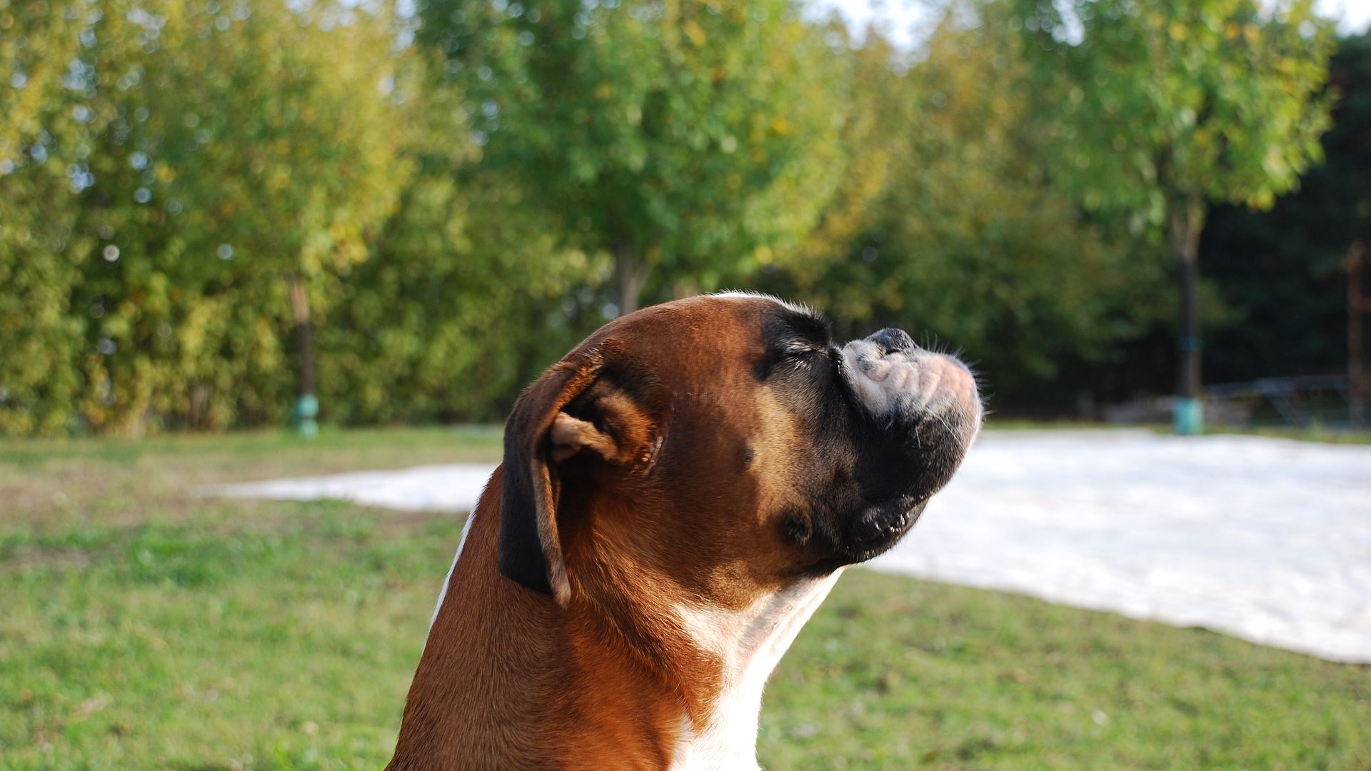 Wallpaper Boxer dog muzzle, in garden, relaxing