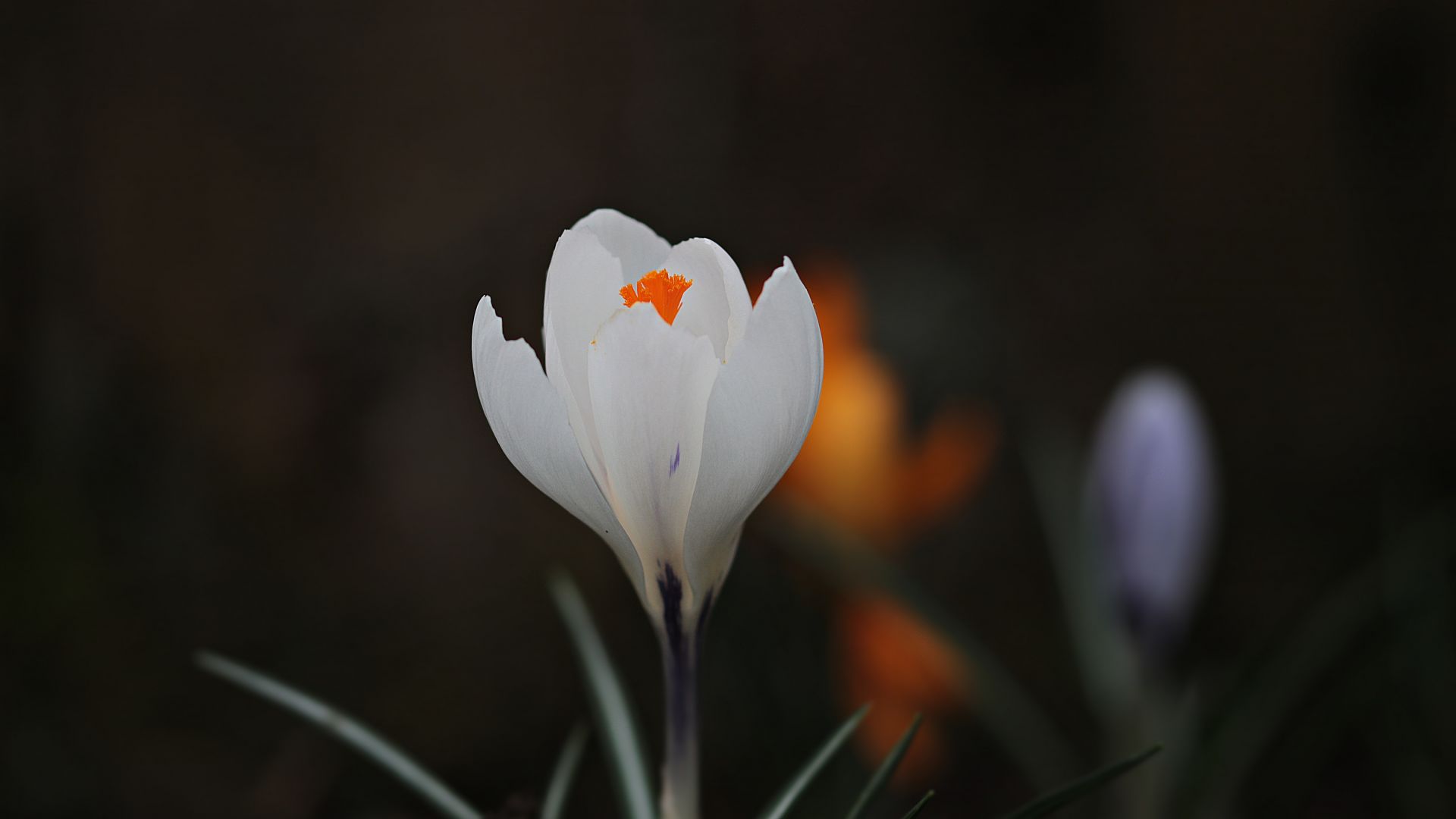 Wallpaper Crocus, white flower, bud, blur